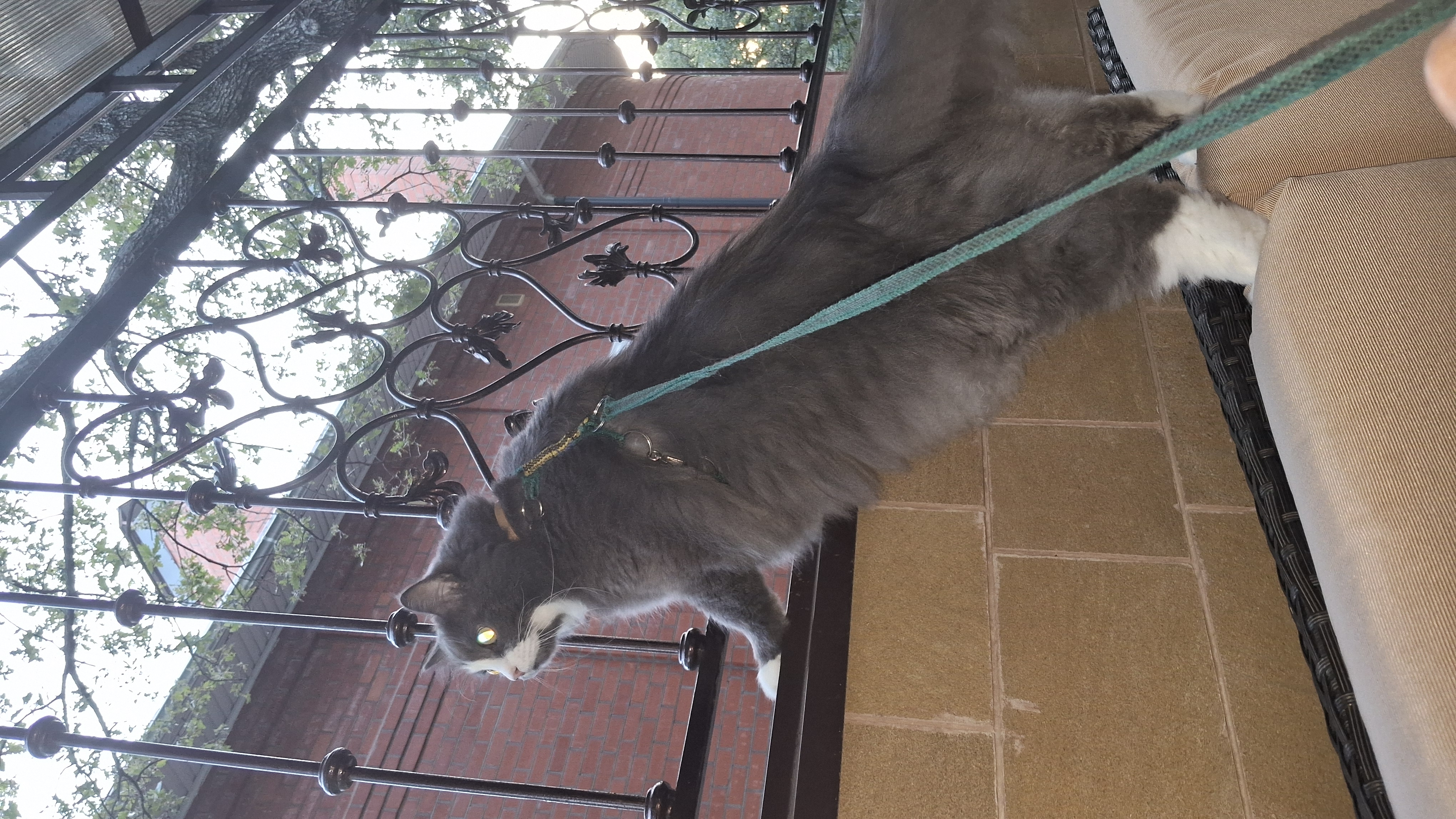 Фото питомца: кот Степан проверяет, что затеяли соседи