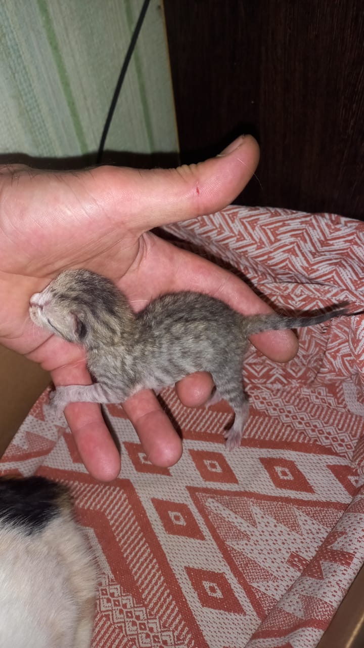 Фото питомца: котенку Лапушке два дня