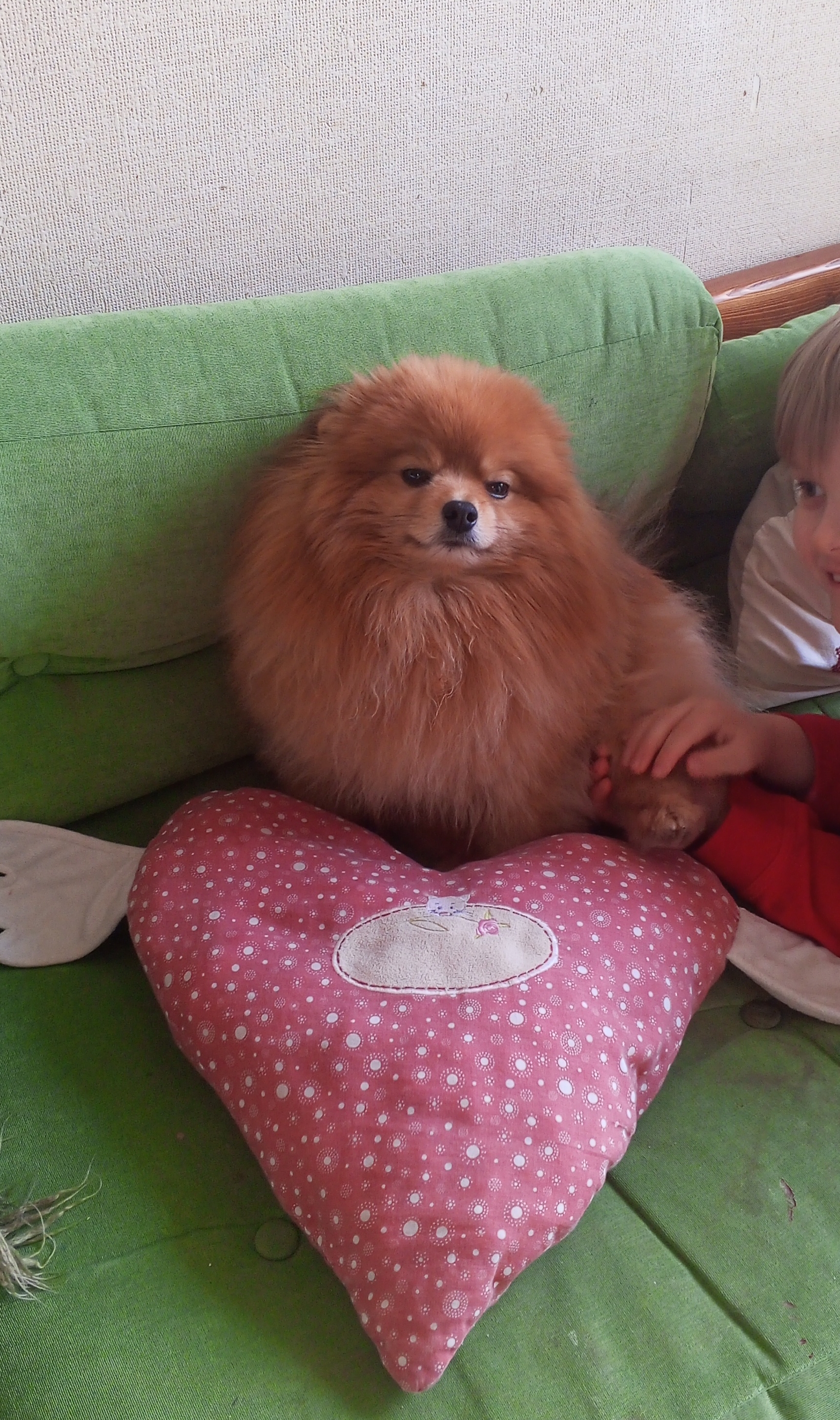 Фото питомца: шпиц Лисик посылает сердечко