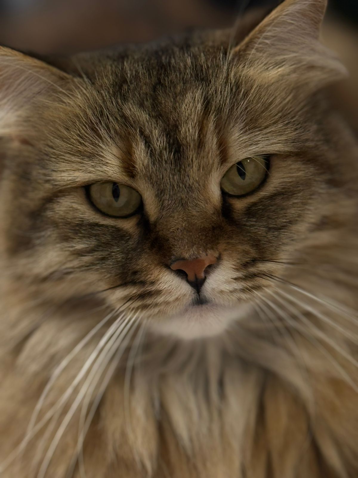 Фото питомца: кошка Фросечка позирует для осеннего портрета