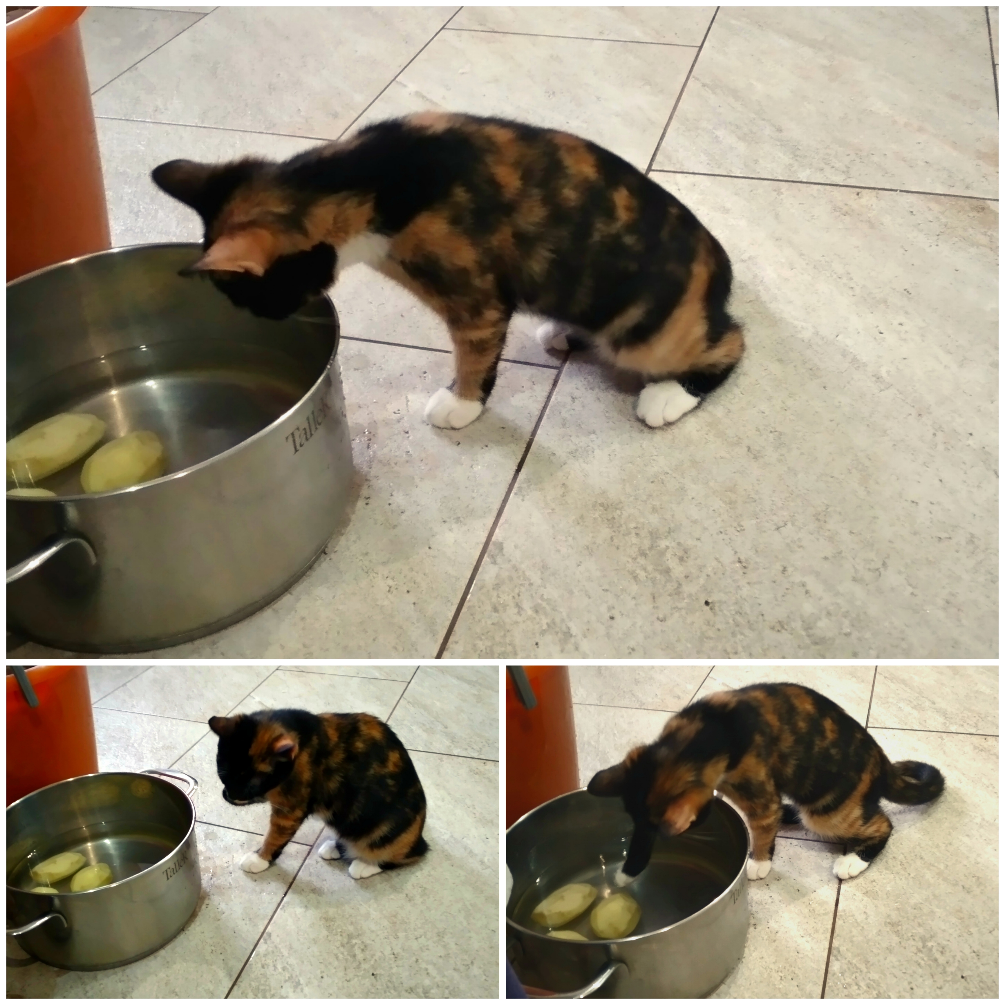 Фото питомца: кошка Барби и ее жизнь дома и во дворе