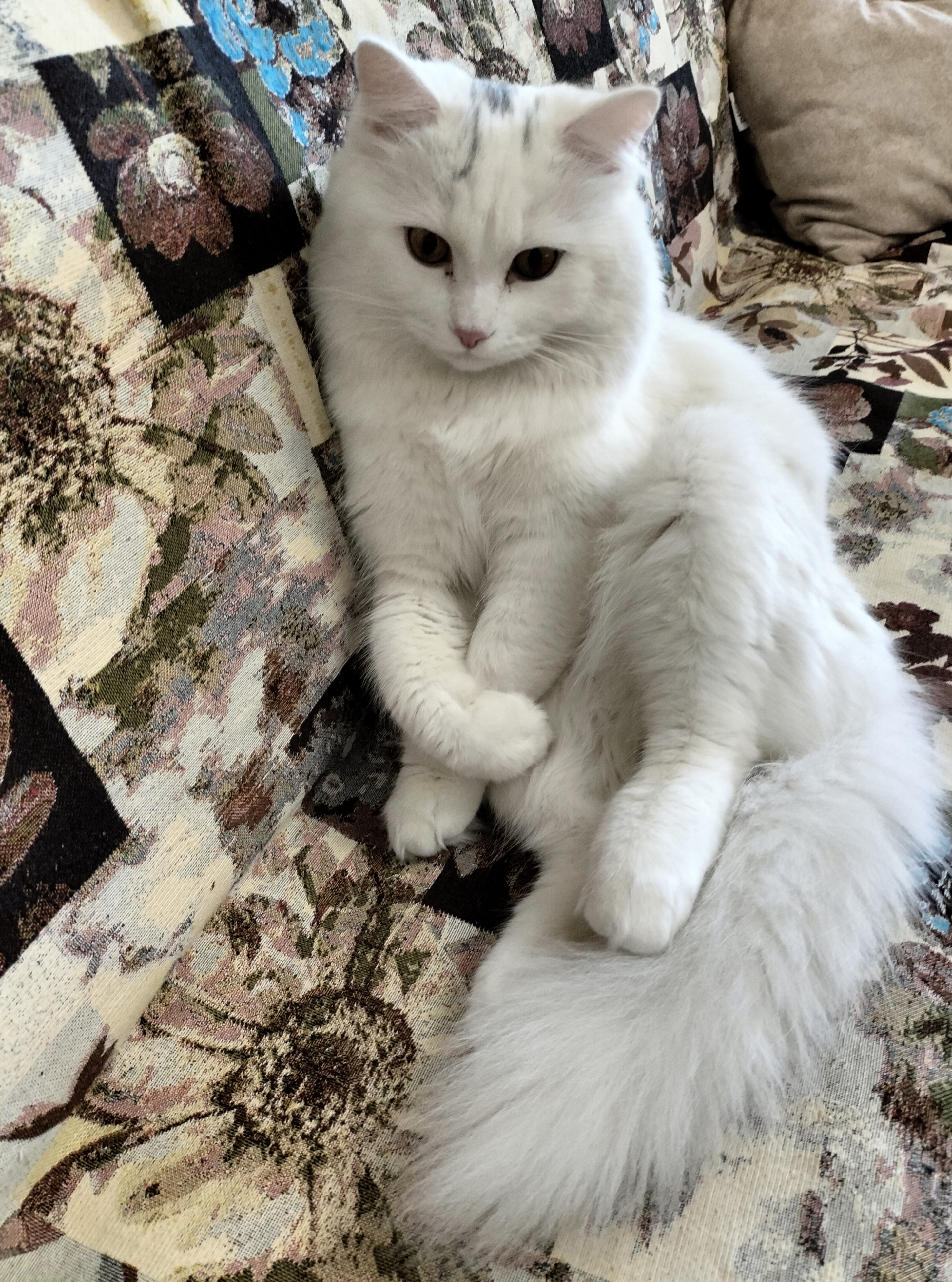 Фото питомца: красивый и независимый кот Снежок