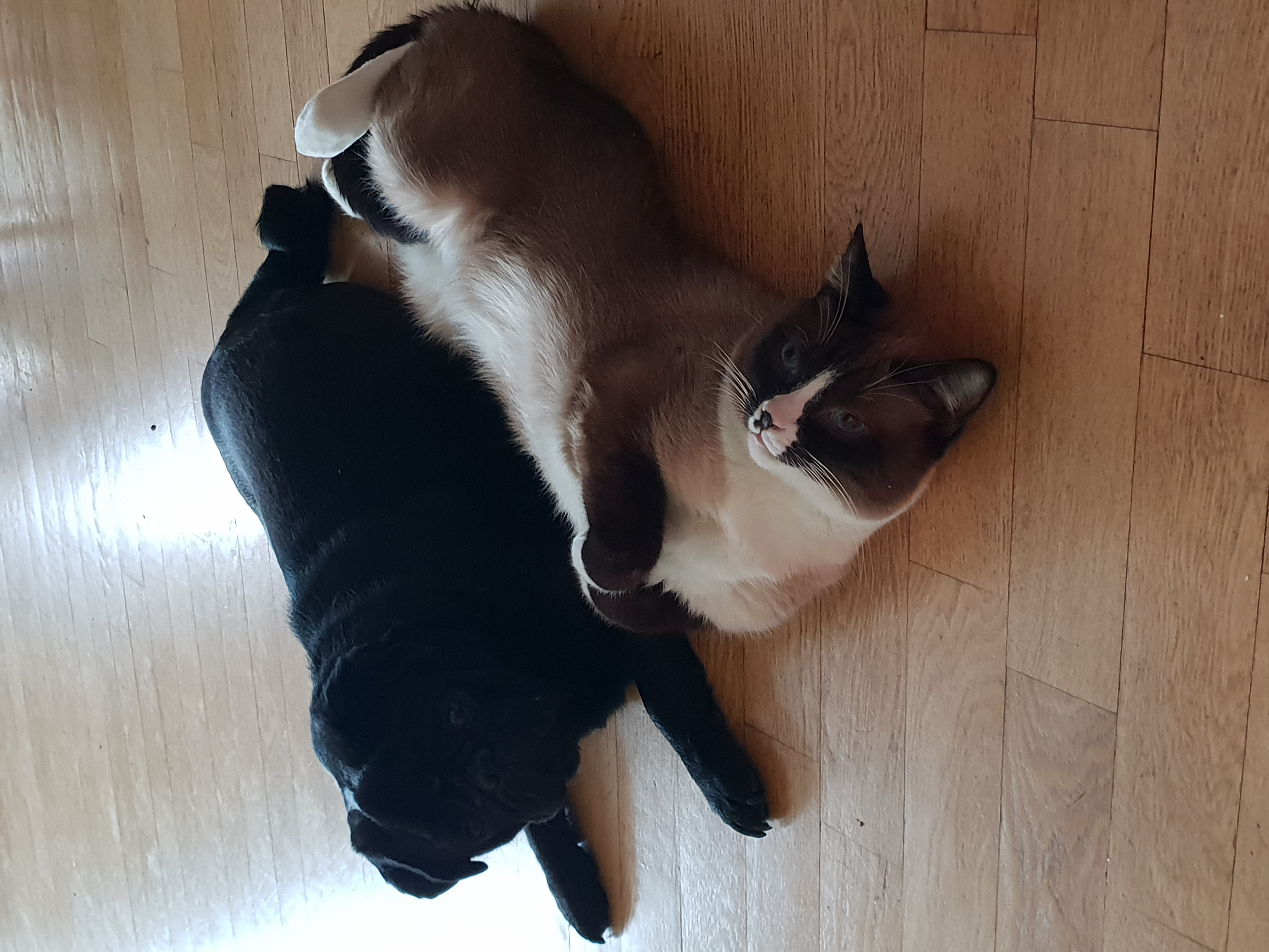 Фото питомцев: кот Виктор устал от игр с мопсом Бобсом