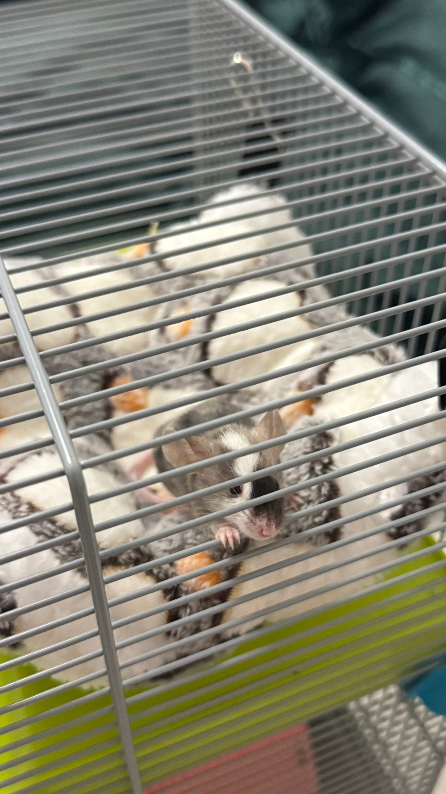 Я живу с декоративными мышками Арсенией и Элджерноном и трачу на них 5 000 ₽ в месяц