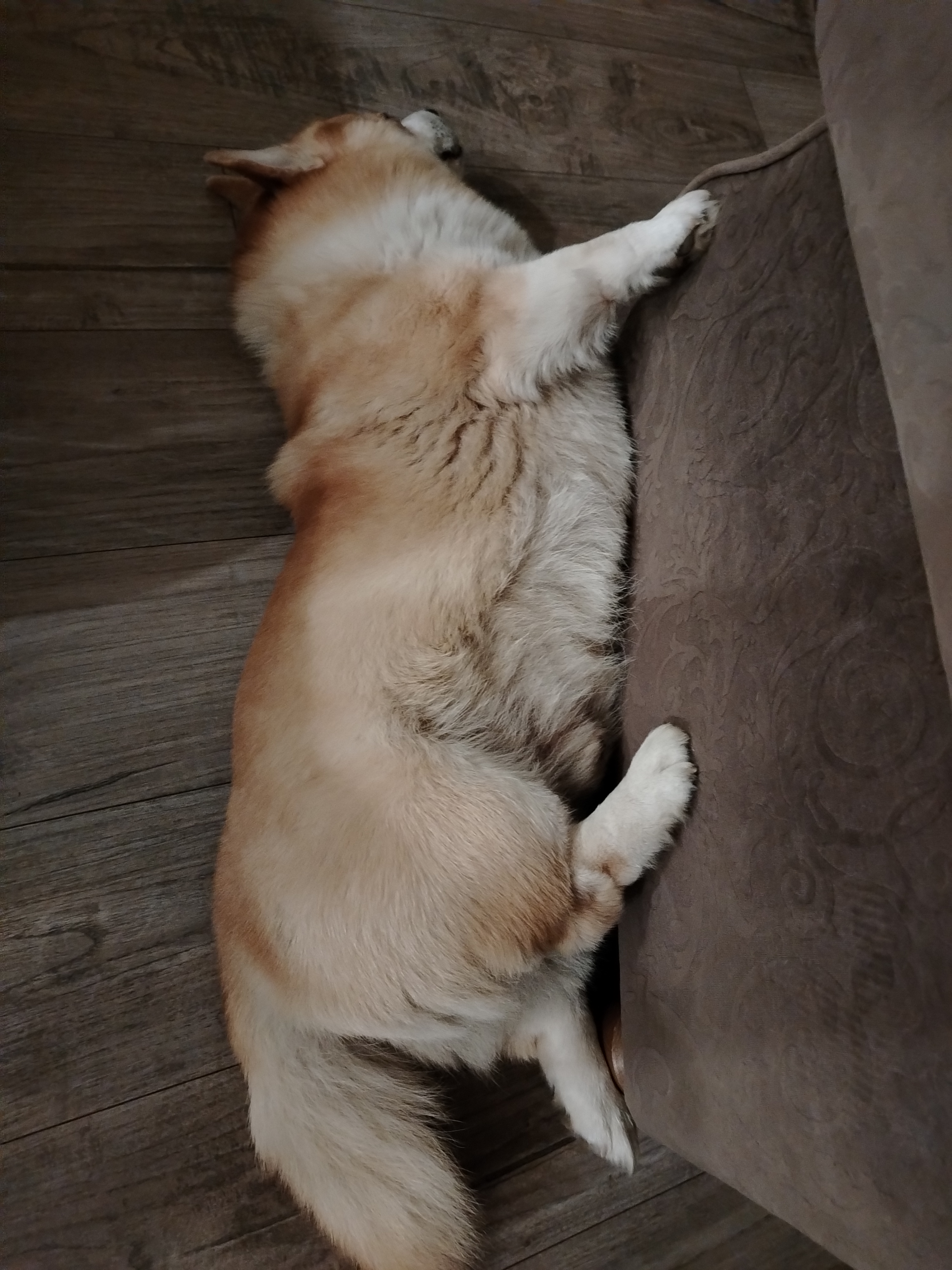 Фото питомца: корги Вильям отдыхает