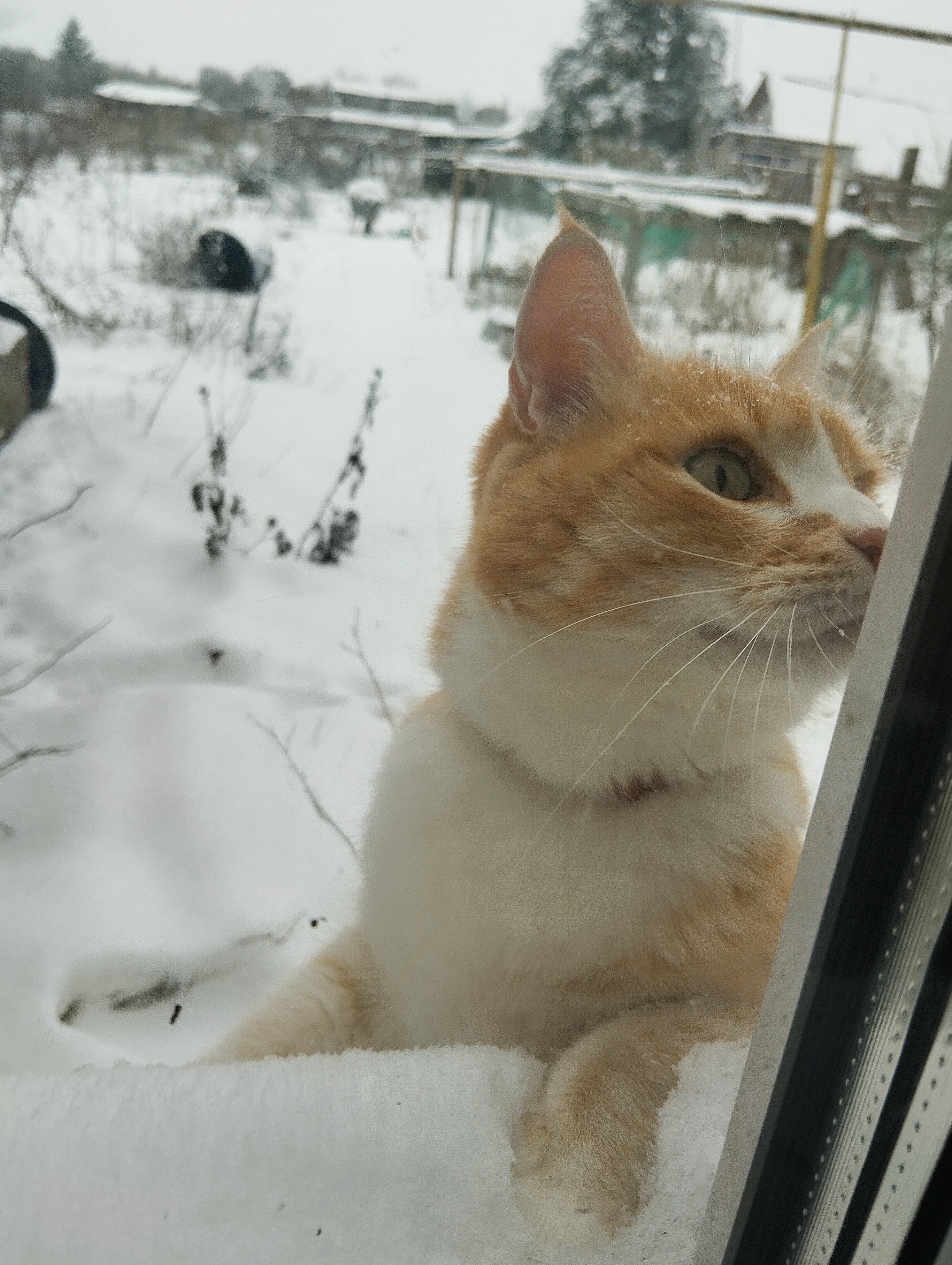 Фото питомца: кот Рыжий изучает окрыжающий мир