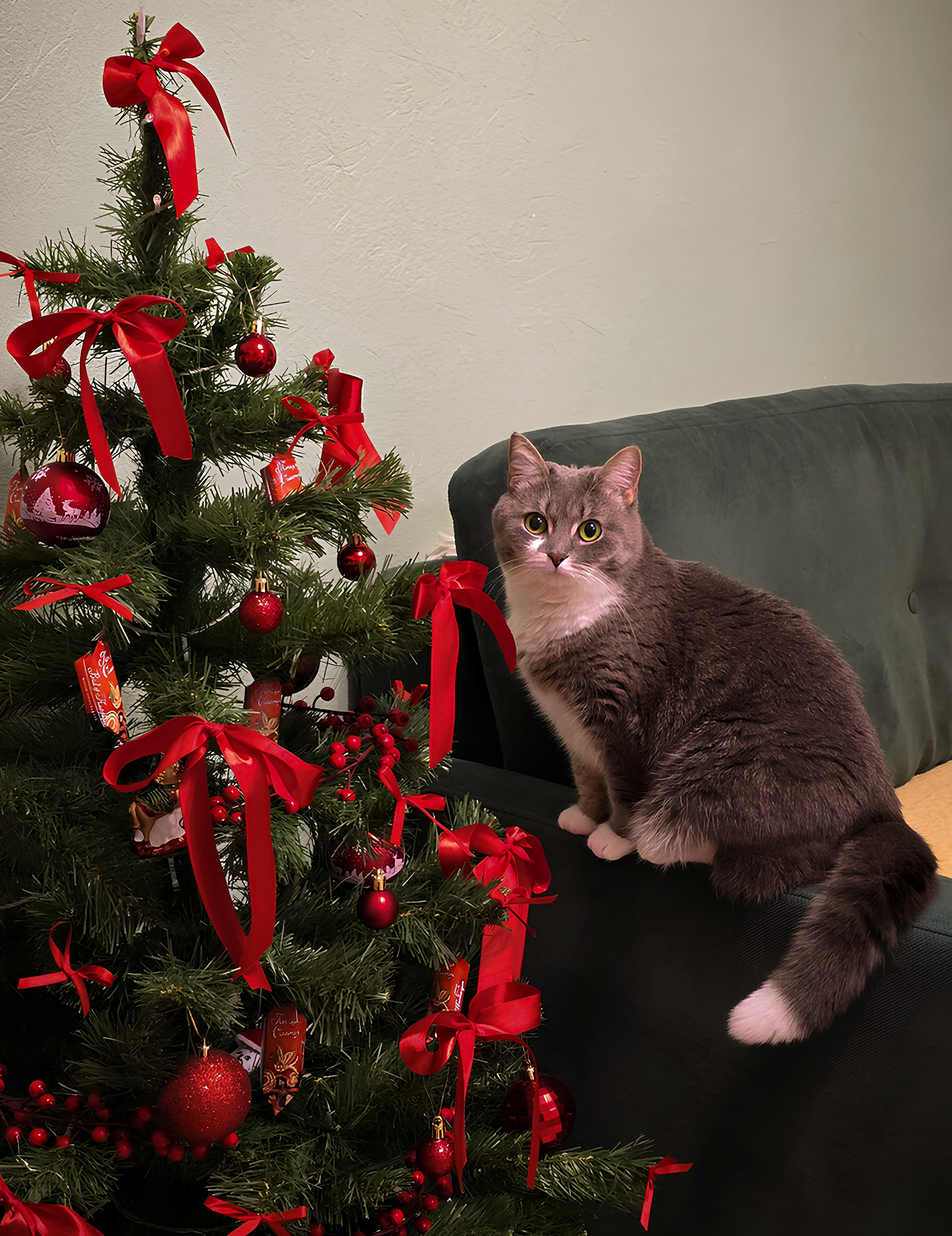 Фото питомца: кошка Вася инспектирует новогоднюю елку