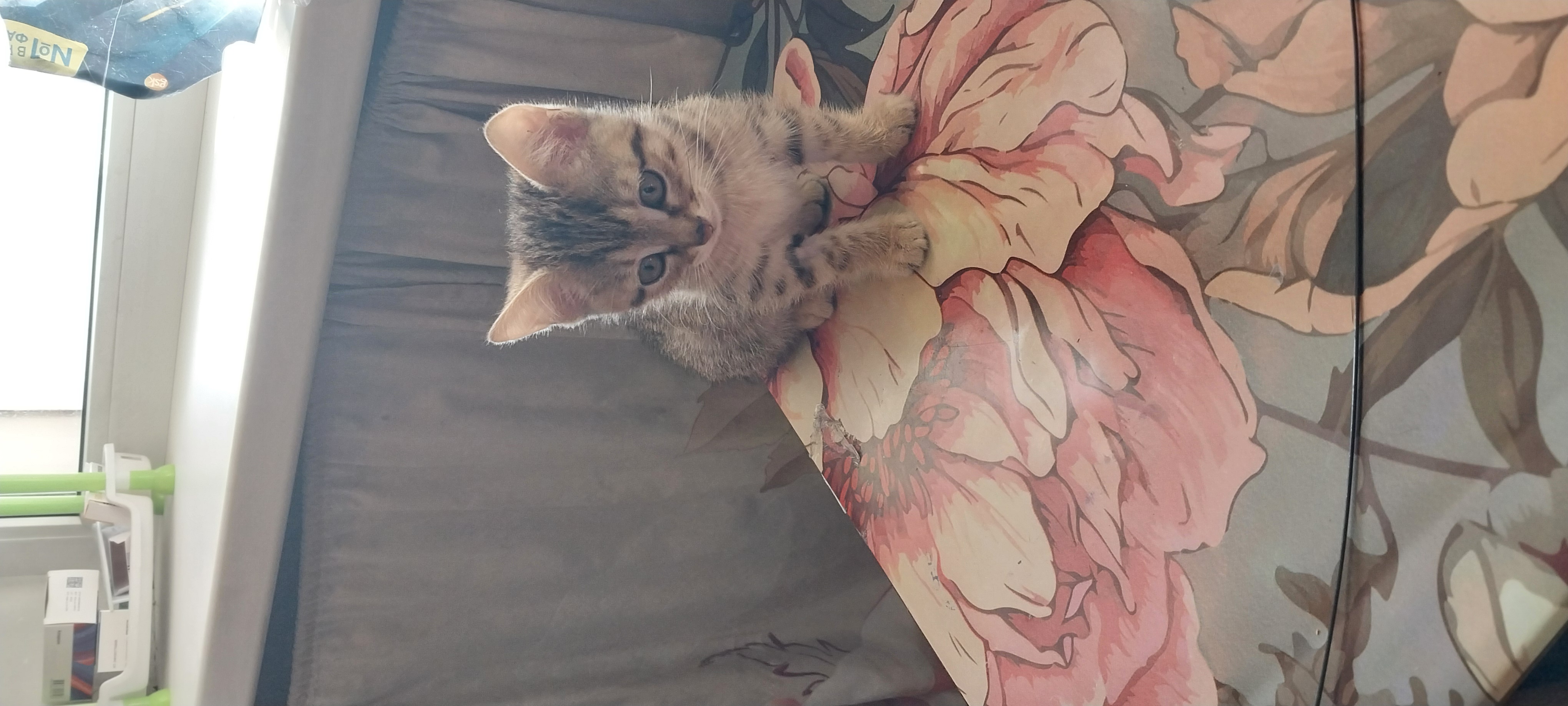 Фото питомца: котенок Васик в ожидании чуда