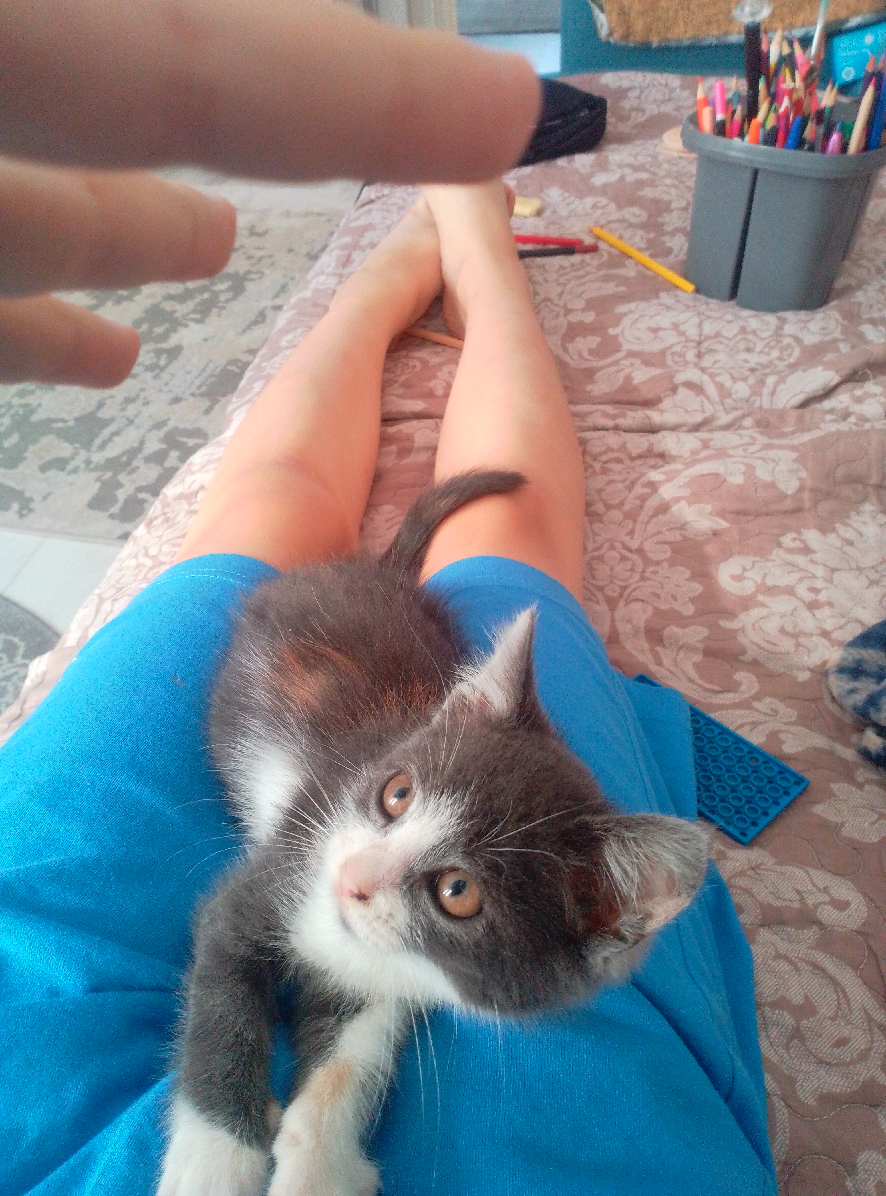 Фото питомца: кошка Буся-непоседа