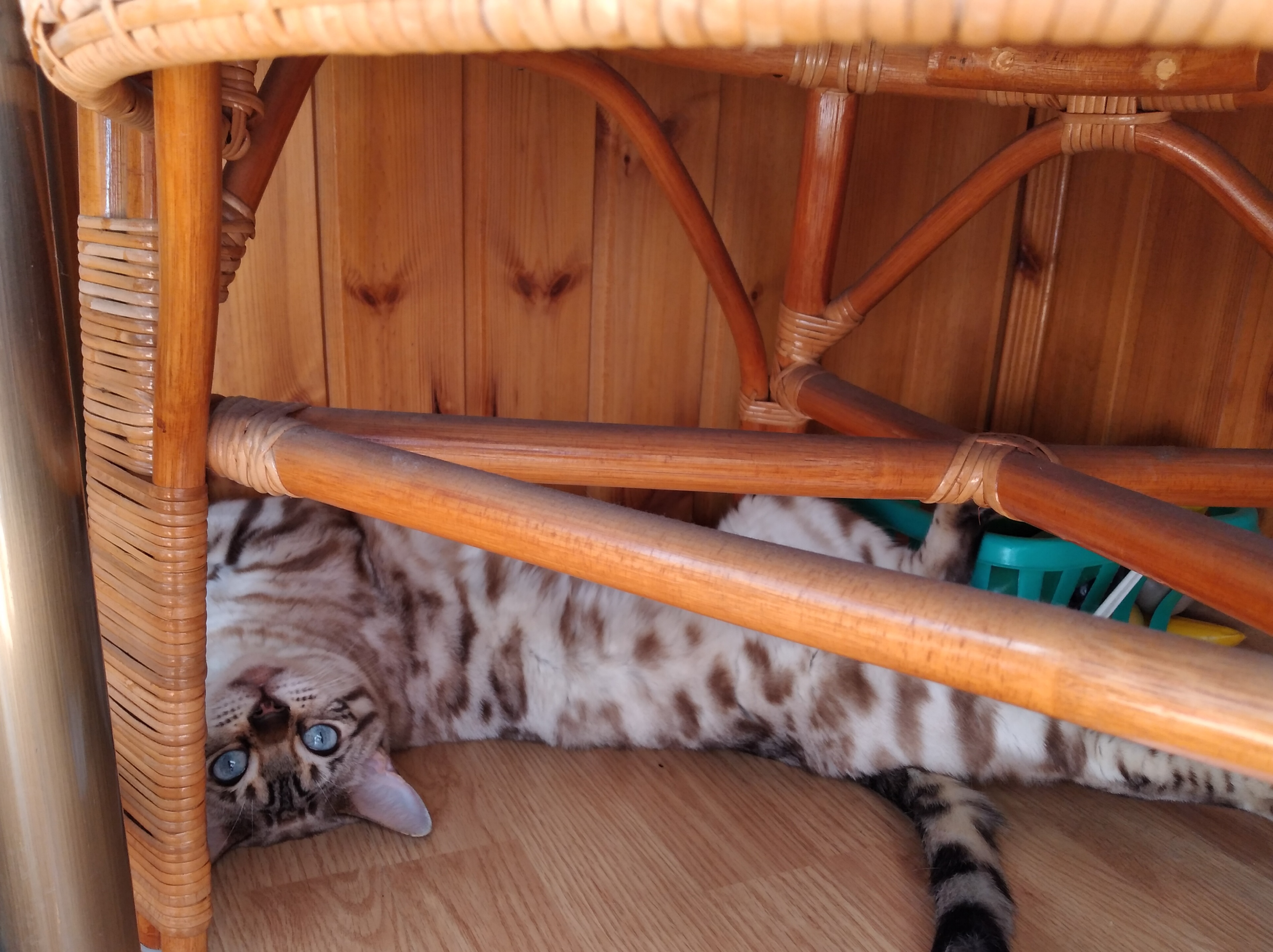 Фото питомца: снежный бенгал Аврора