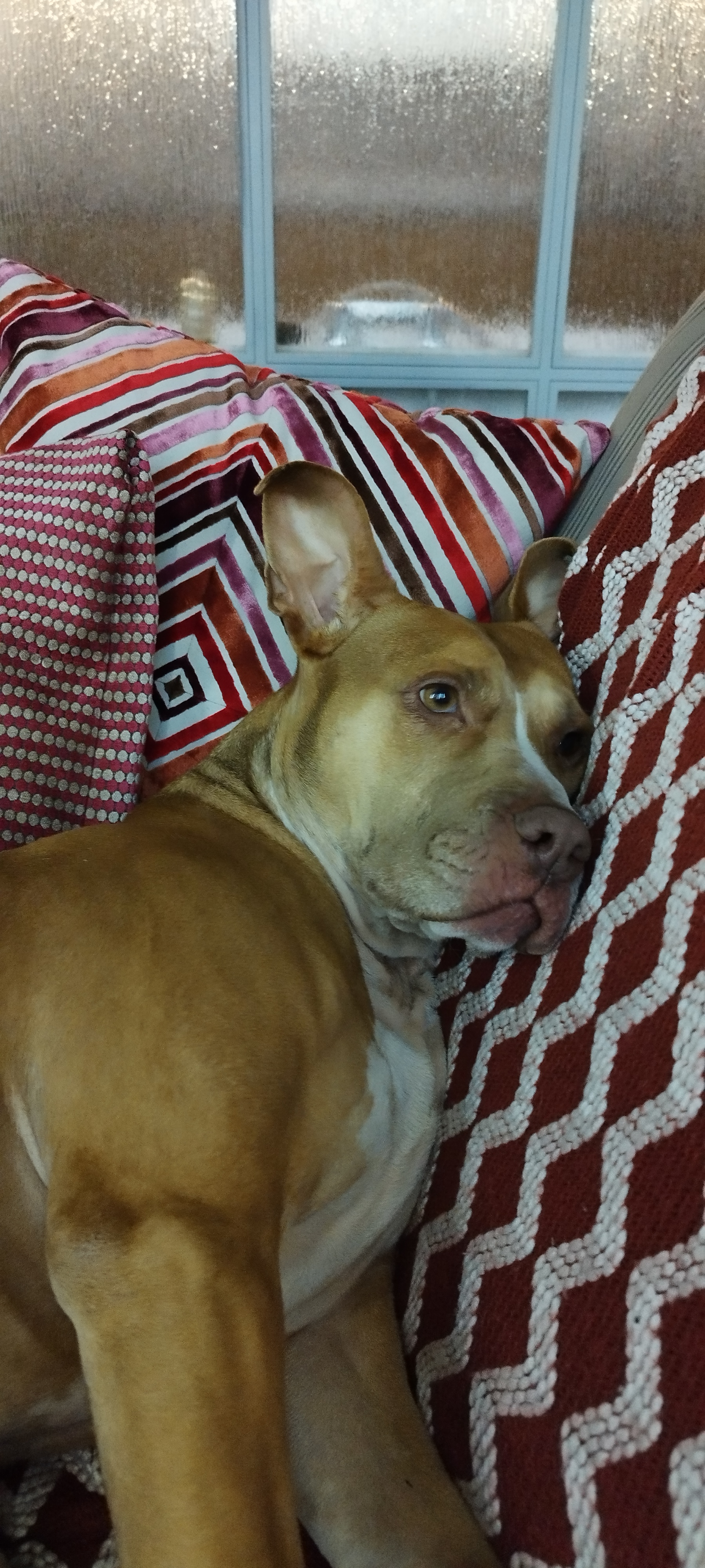 Фото питомца: собака Корочка отдыхает