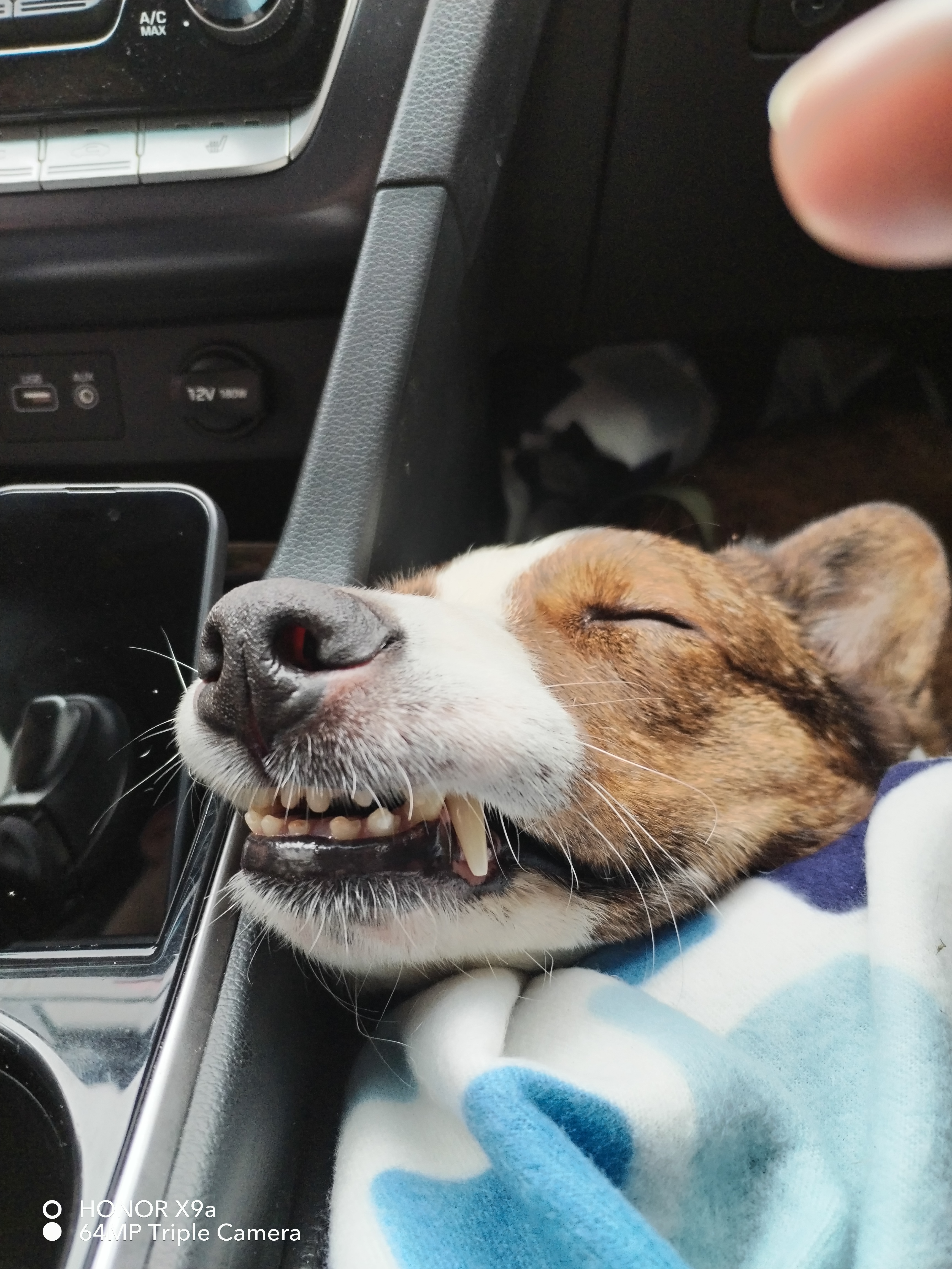 Фото питомца: собака Эмбэр спит в машине