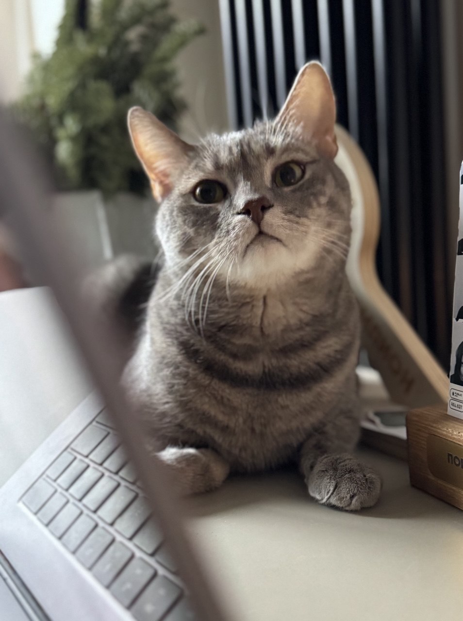 Фото питомца: кот Гуся позирует