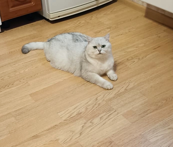 Как я помогала коту не бояться переезда и пустеющей квартиры