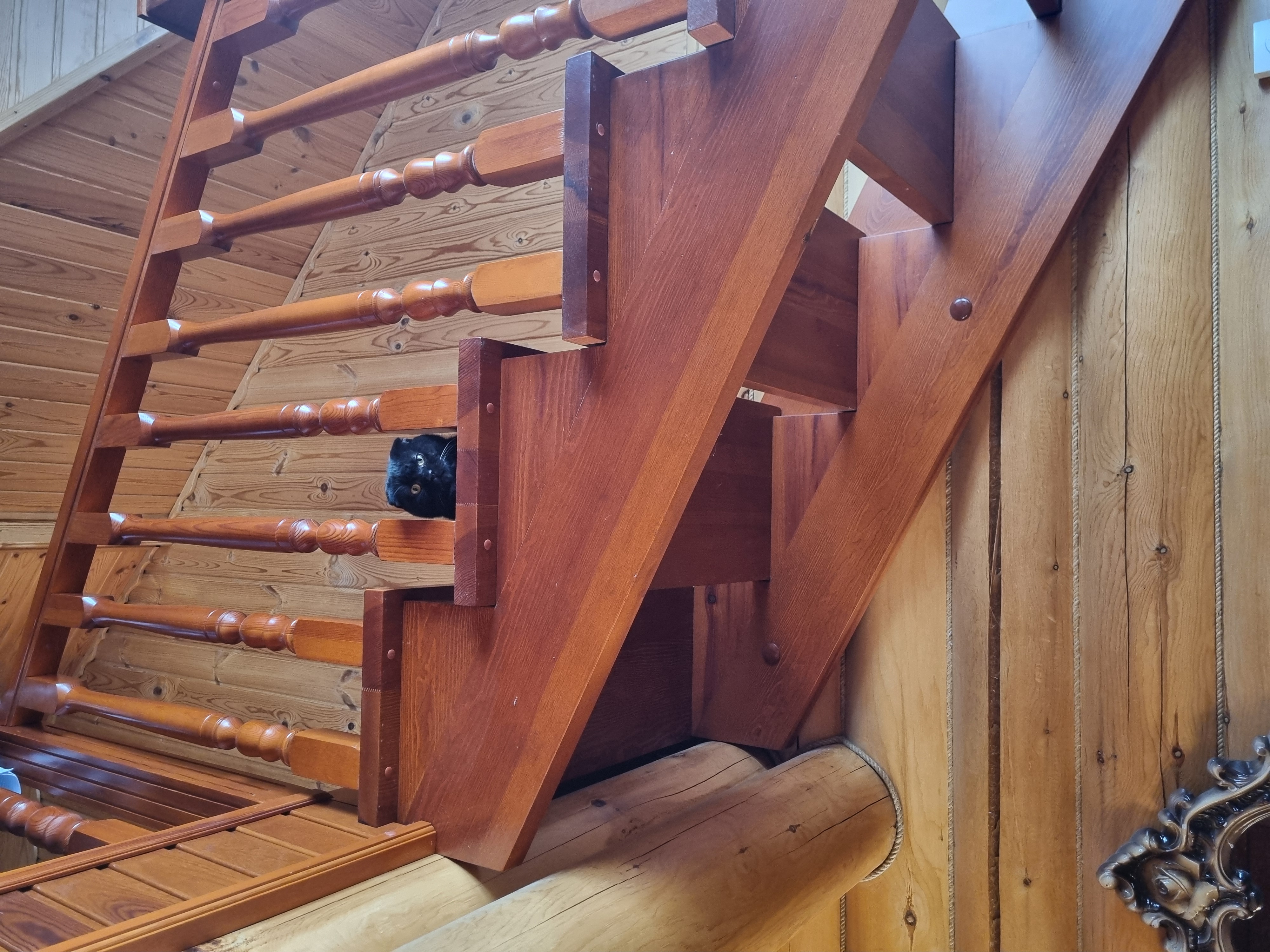 Фото питомца: кот Марсинька подрос