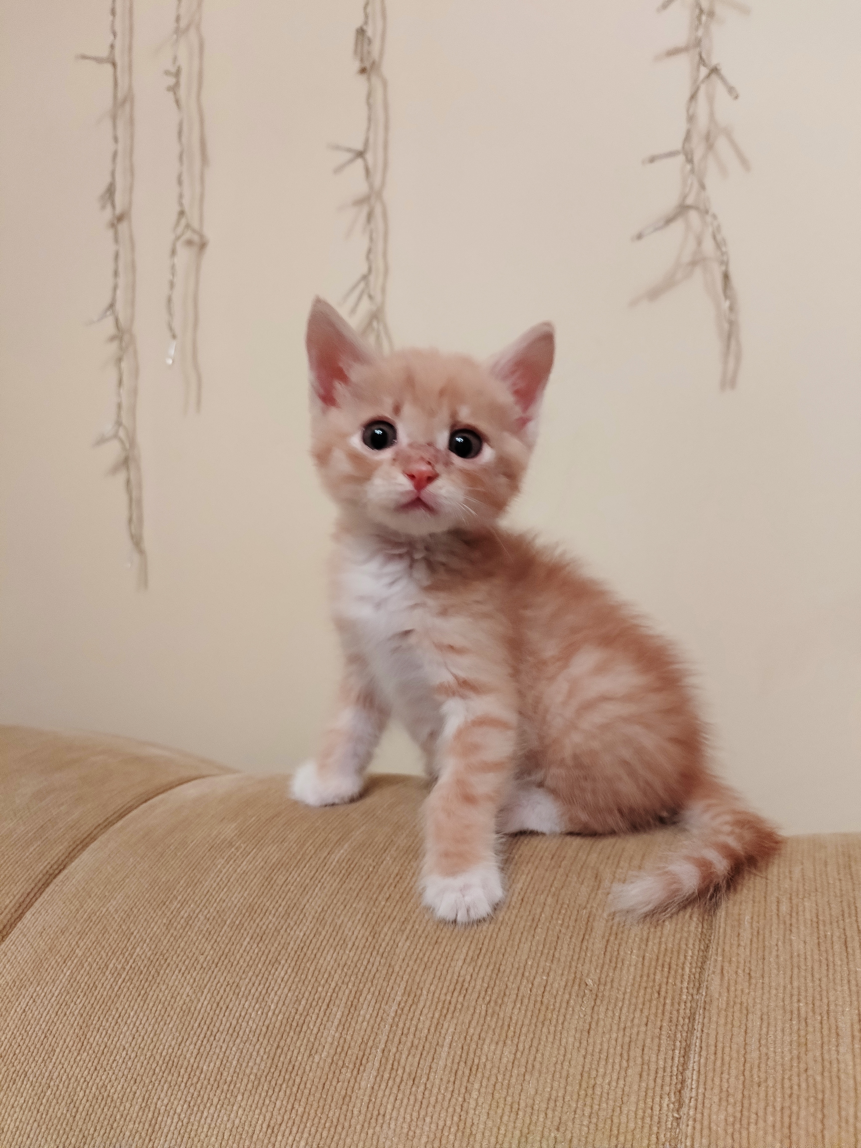 До и после: кот Леонардо с дефицитом массы тела и спустя время с весом больше 5 кг