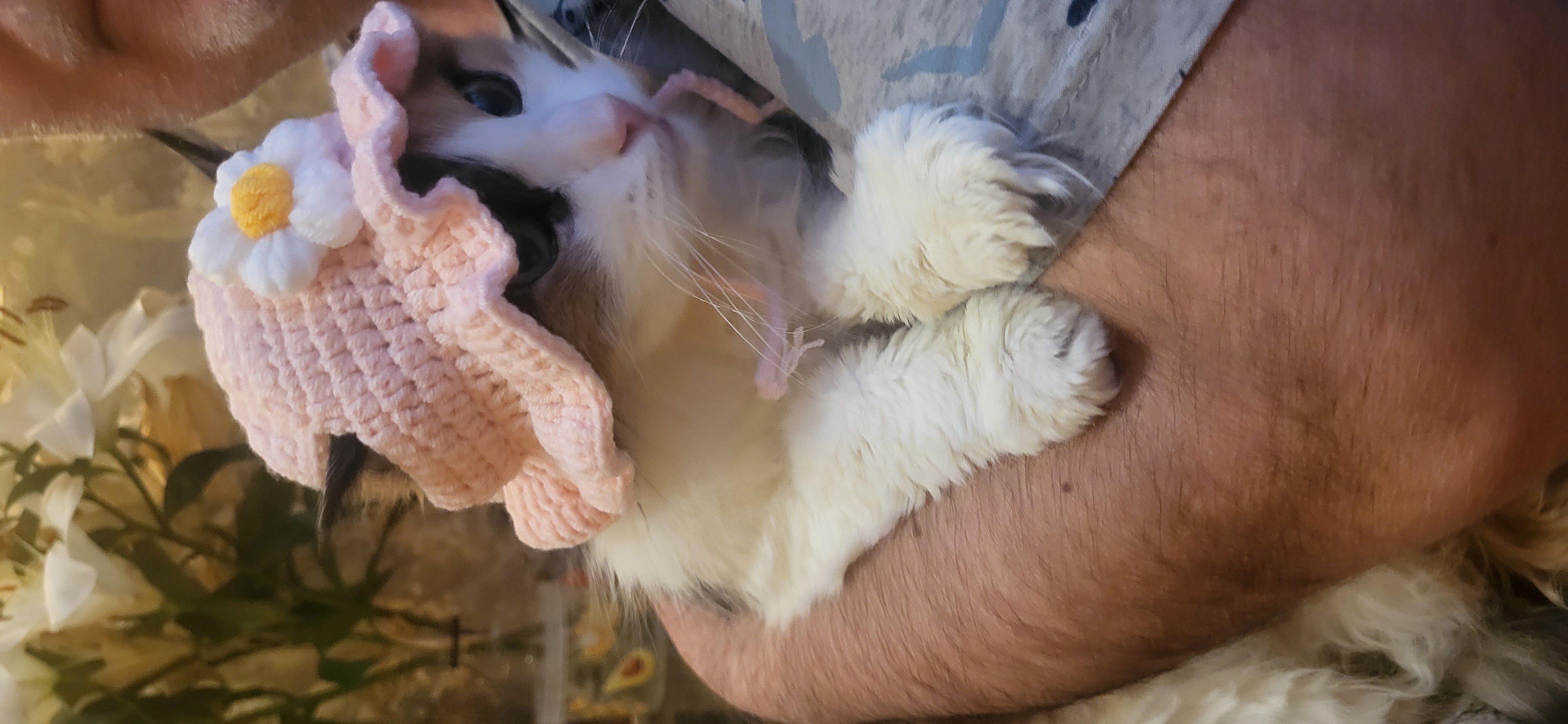 Фото питомца: кошка Масяня позирует в шляпке