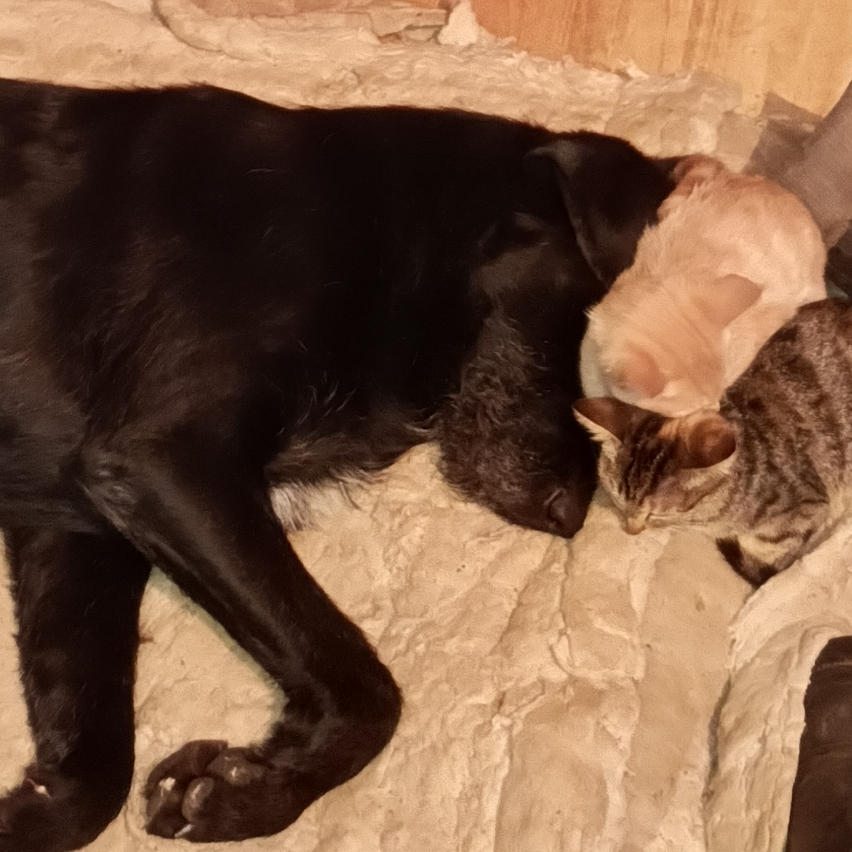 Фото питомцев: дратхаар Блек и его друзья