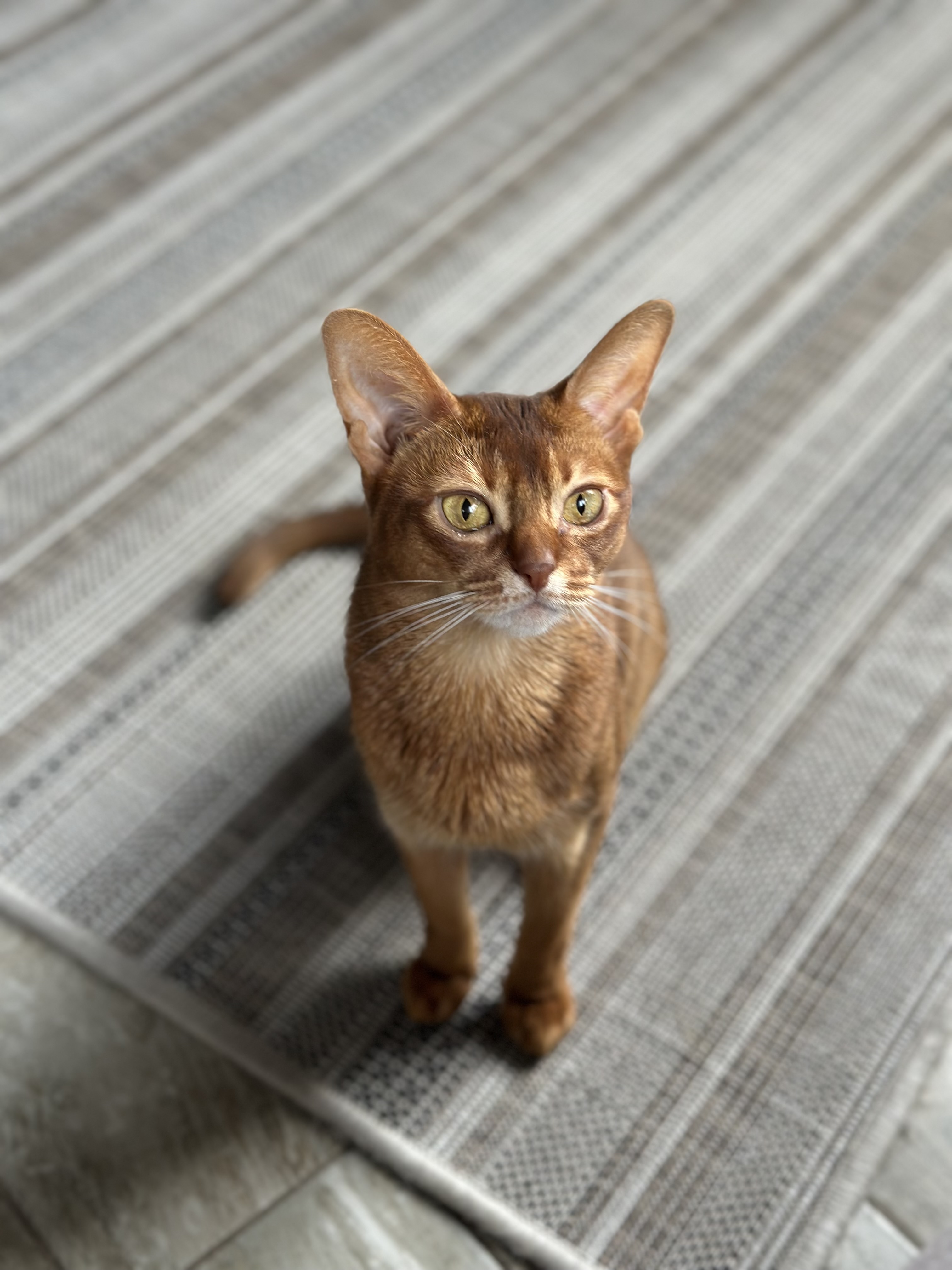 Фото питомца: кошка Алиса позирует