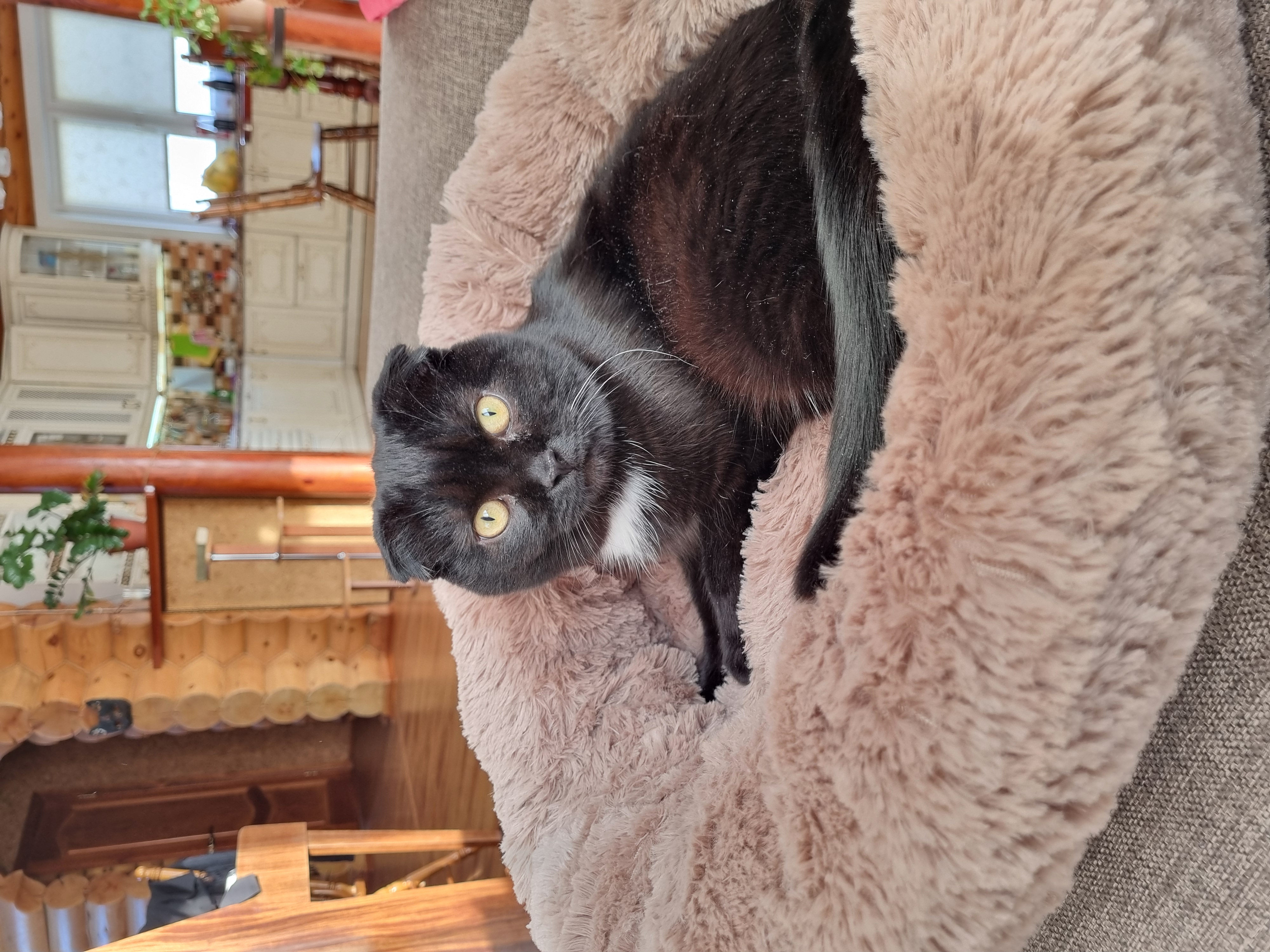 Фото питомца: кот Марсинька отдыхает и резвится