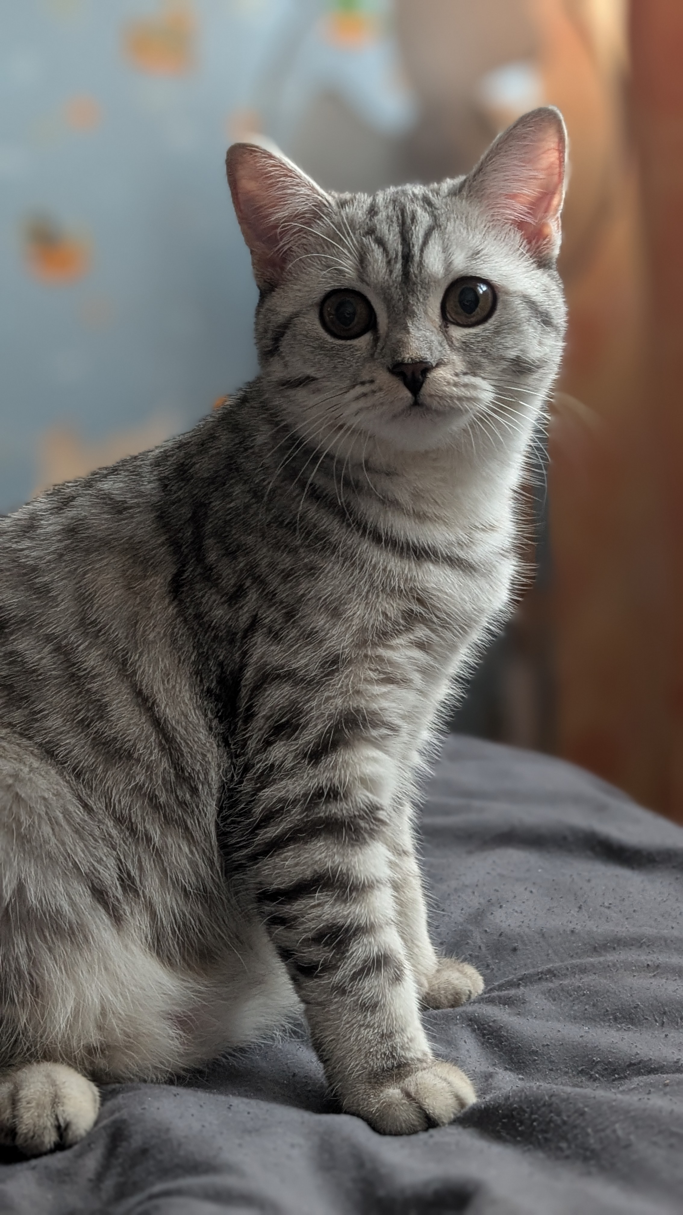 Фото питомца: портрет серой кошки