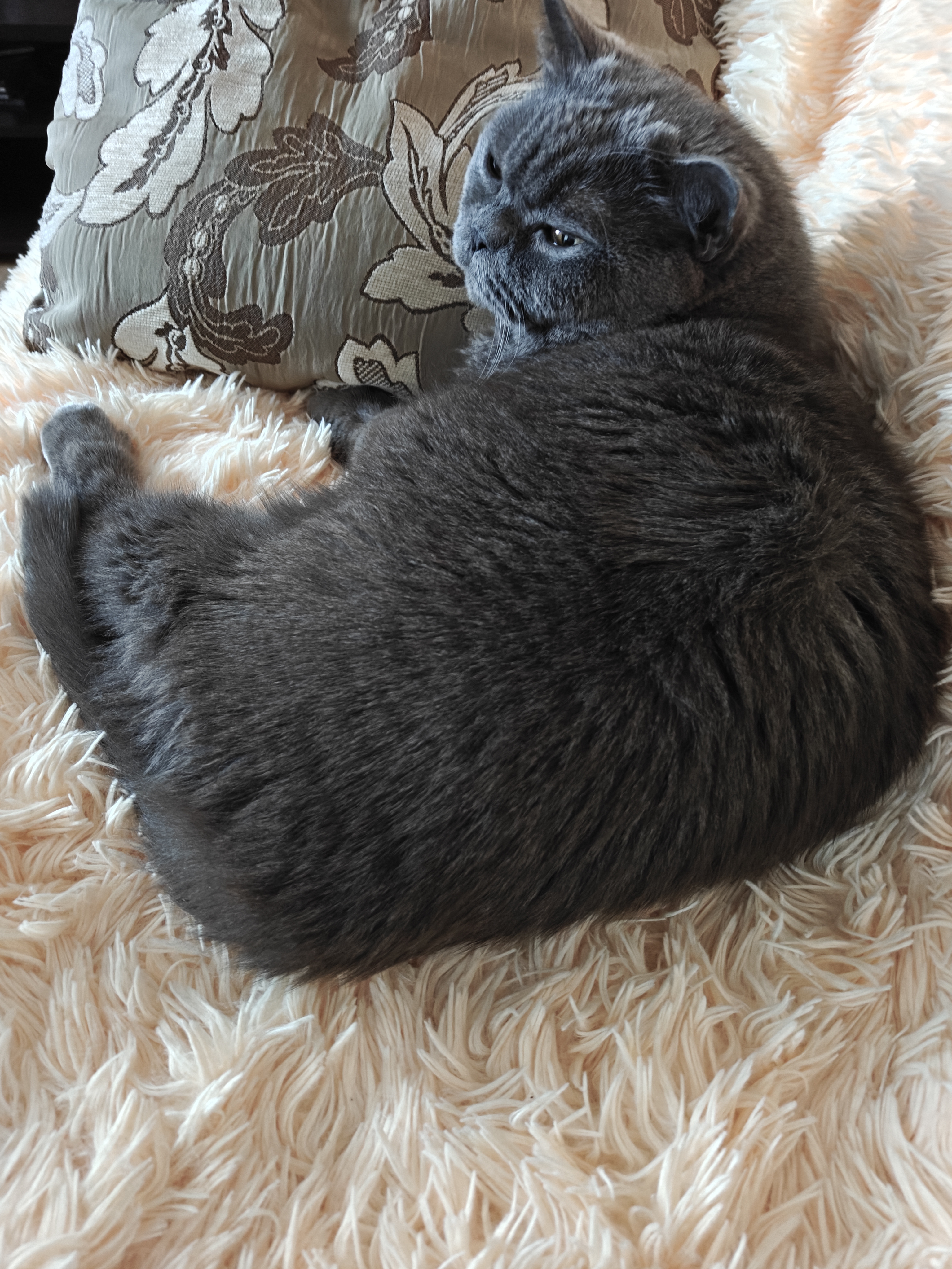 Фото питомца: кот Лука отдыхает на новом покрывальце