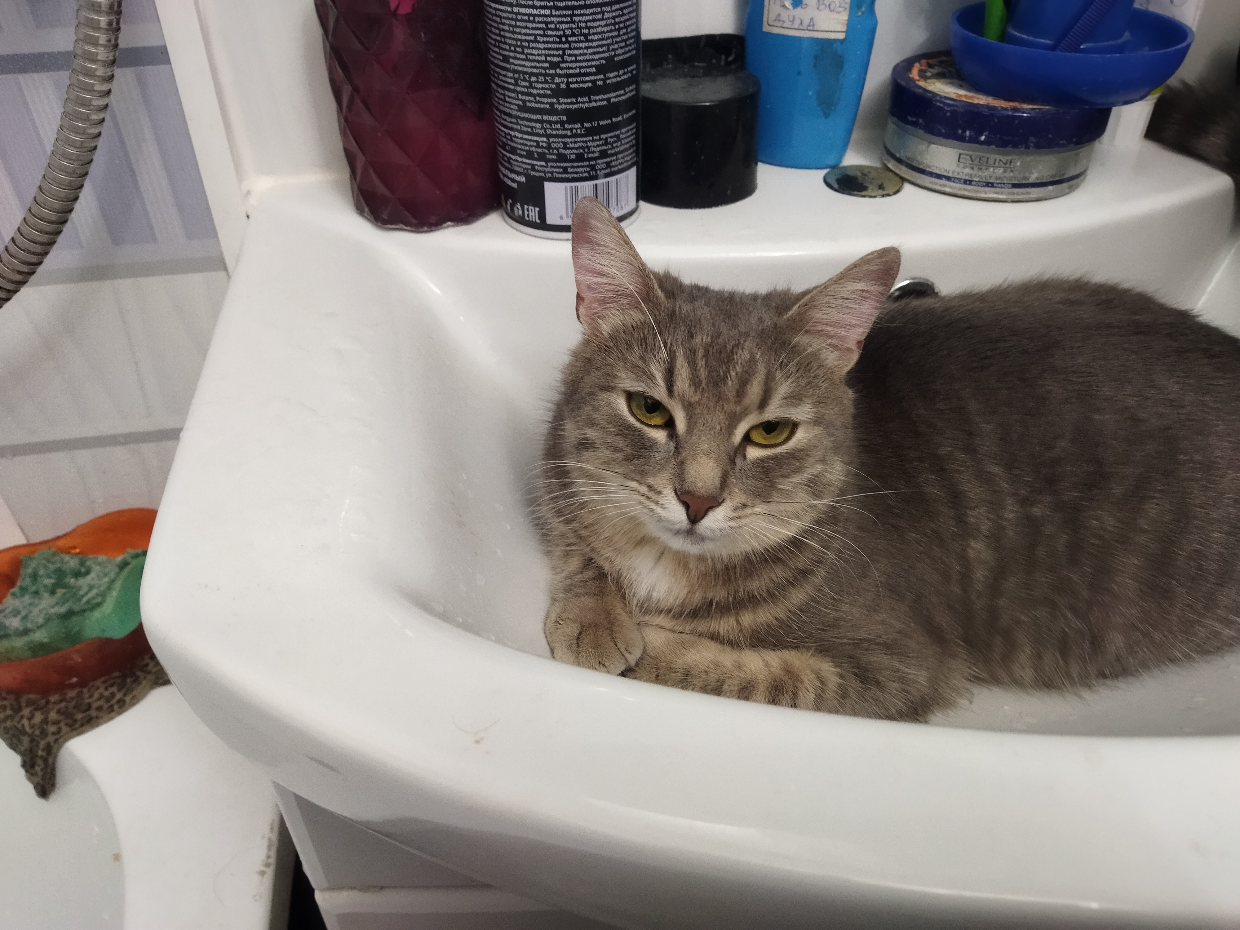 Фото питомца: кошка Тимошка — благородная амурская тигрица