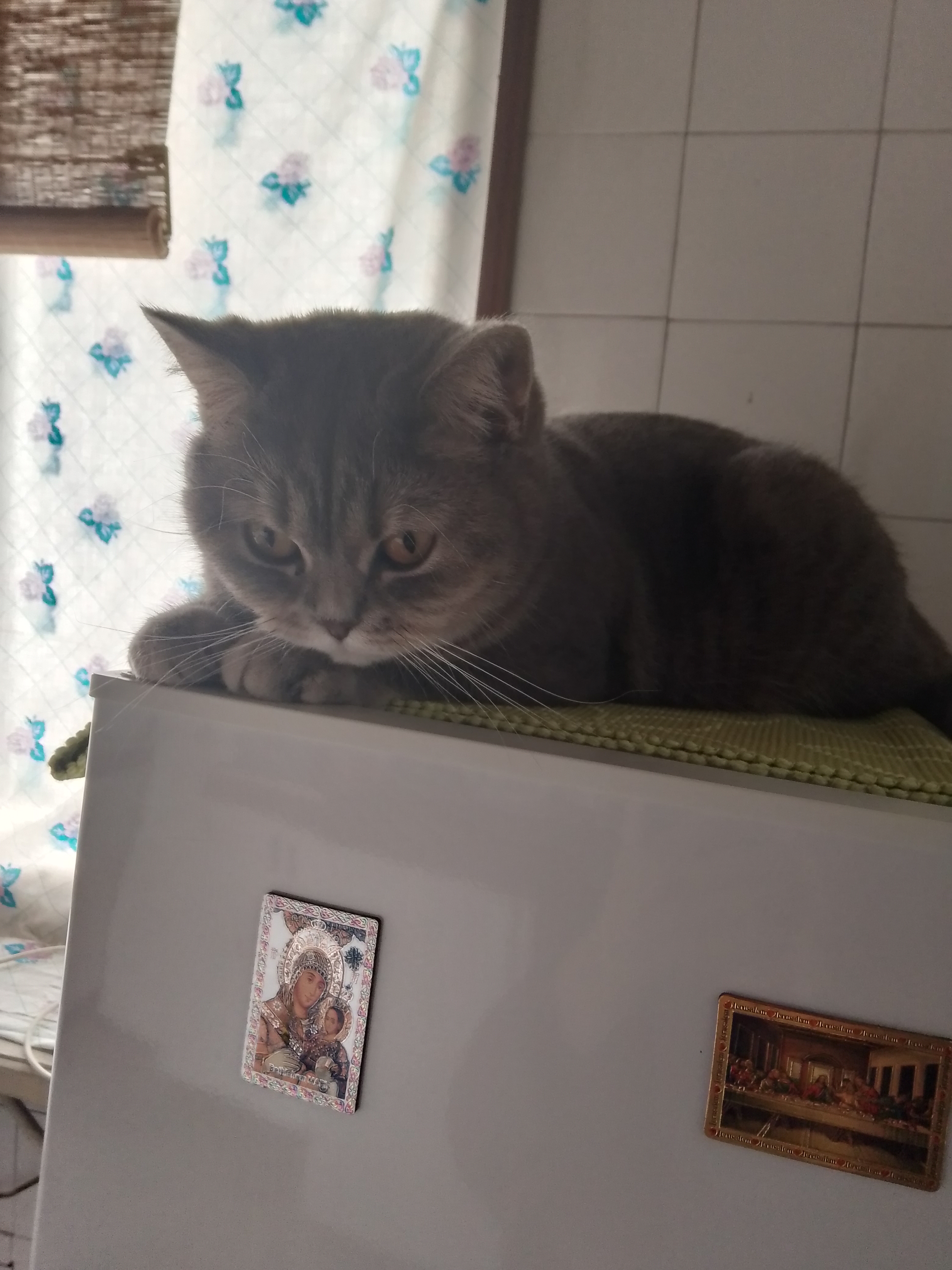 Фото питомца: кошка Китти все контролирует, занимается гимнастикой и спит