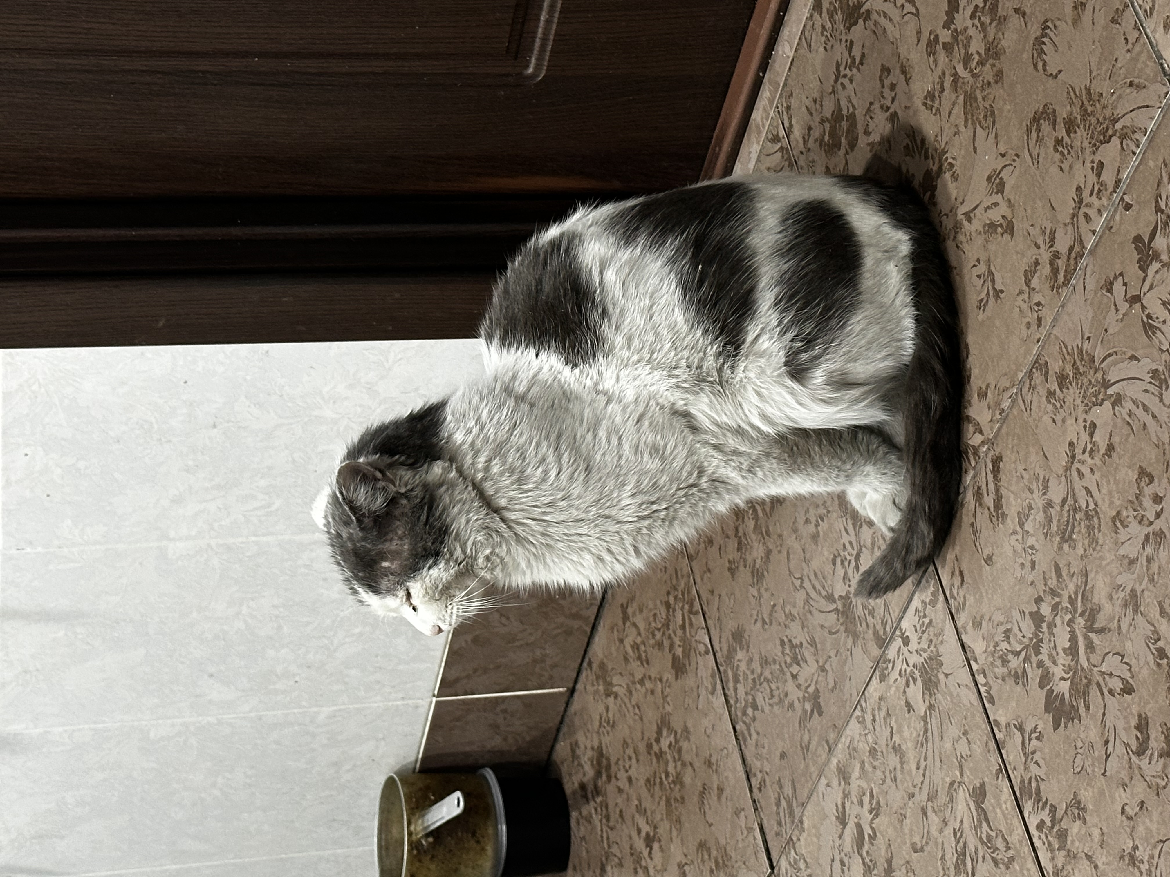 Фото питомца: кот Бодя думает, что он умный