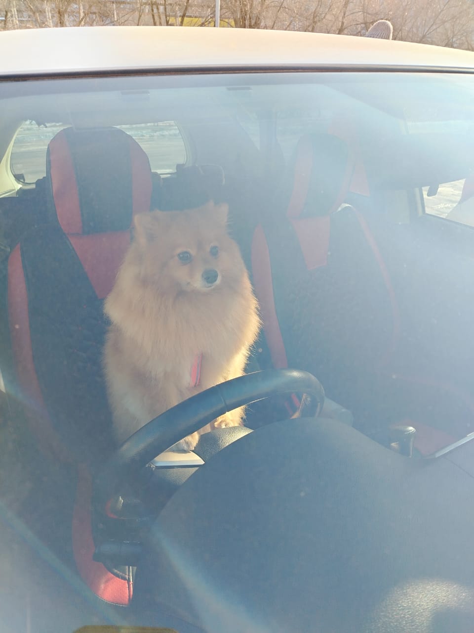 Фото питомца: наша девочка по кличке Моника