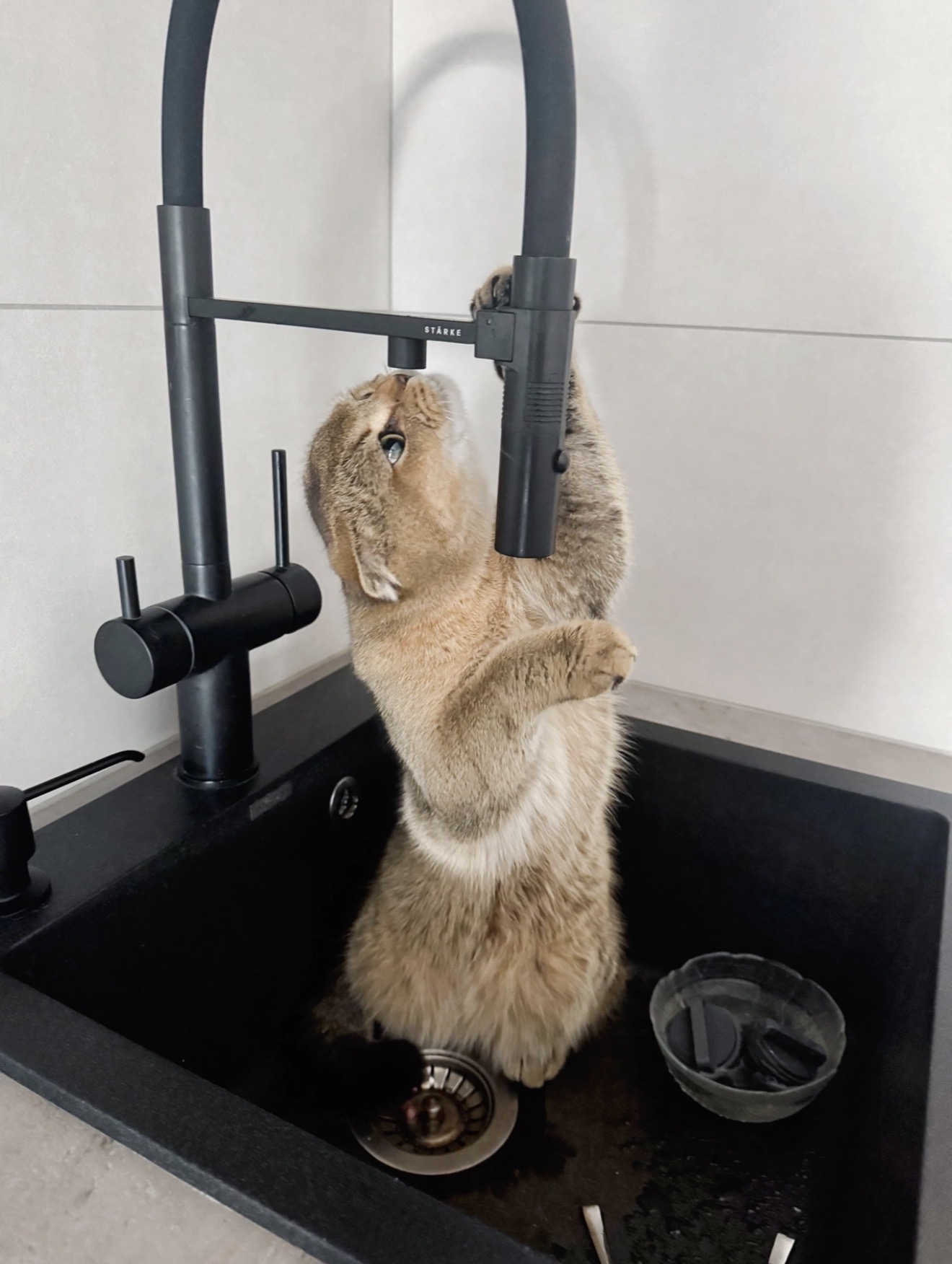 Фото питомца: у кота Оскара сушняк