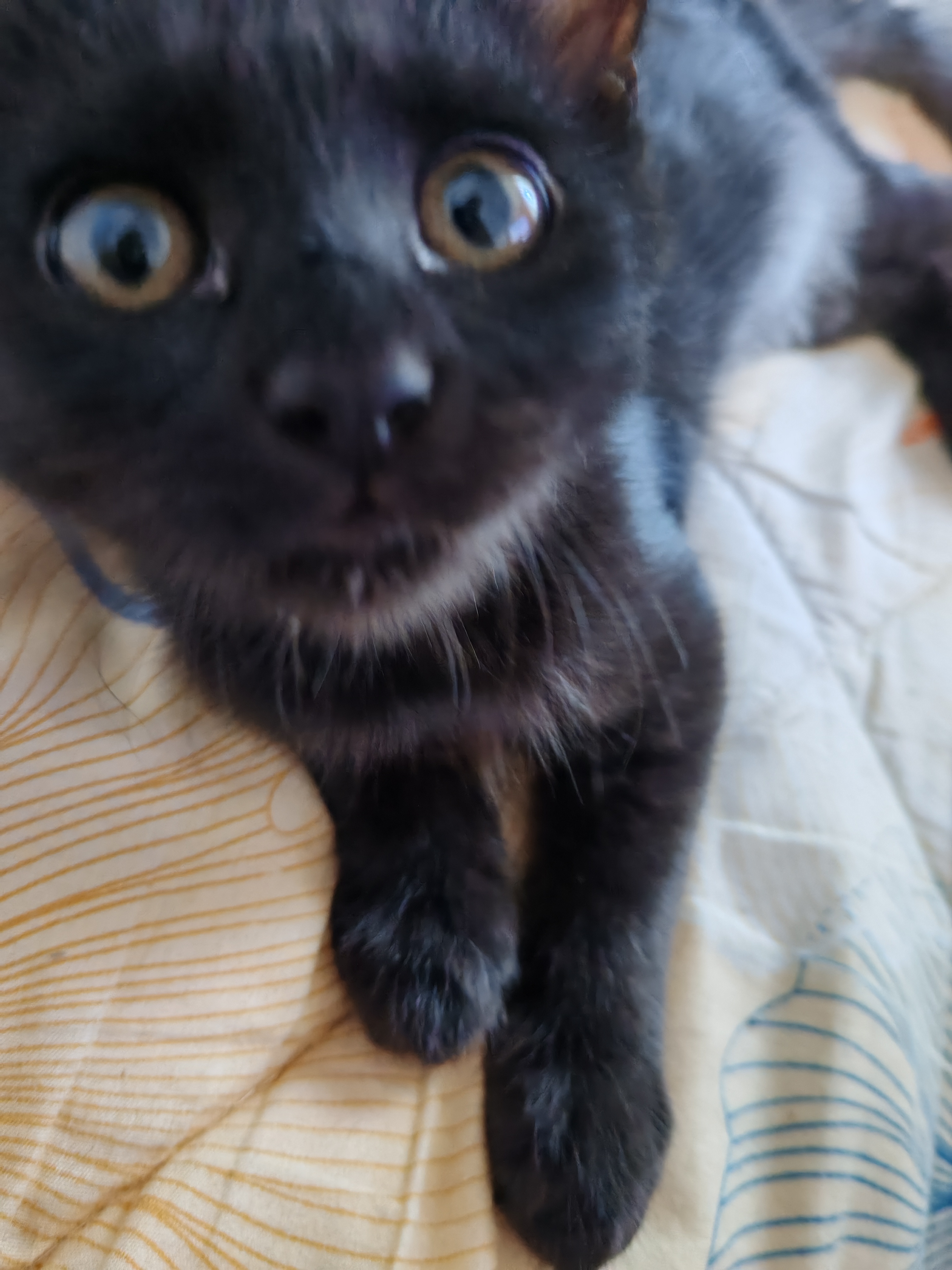 Фото питомца: мой котик
