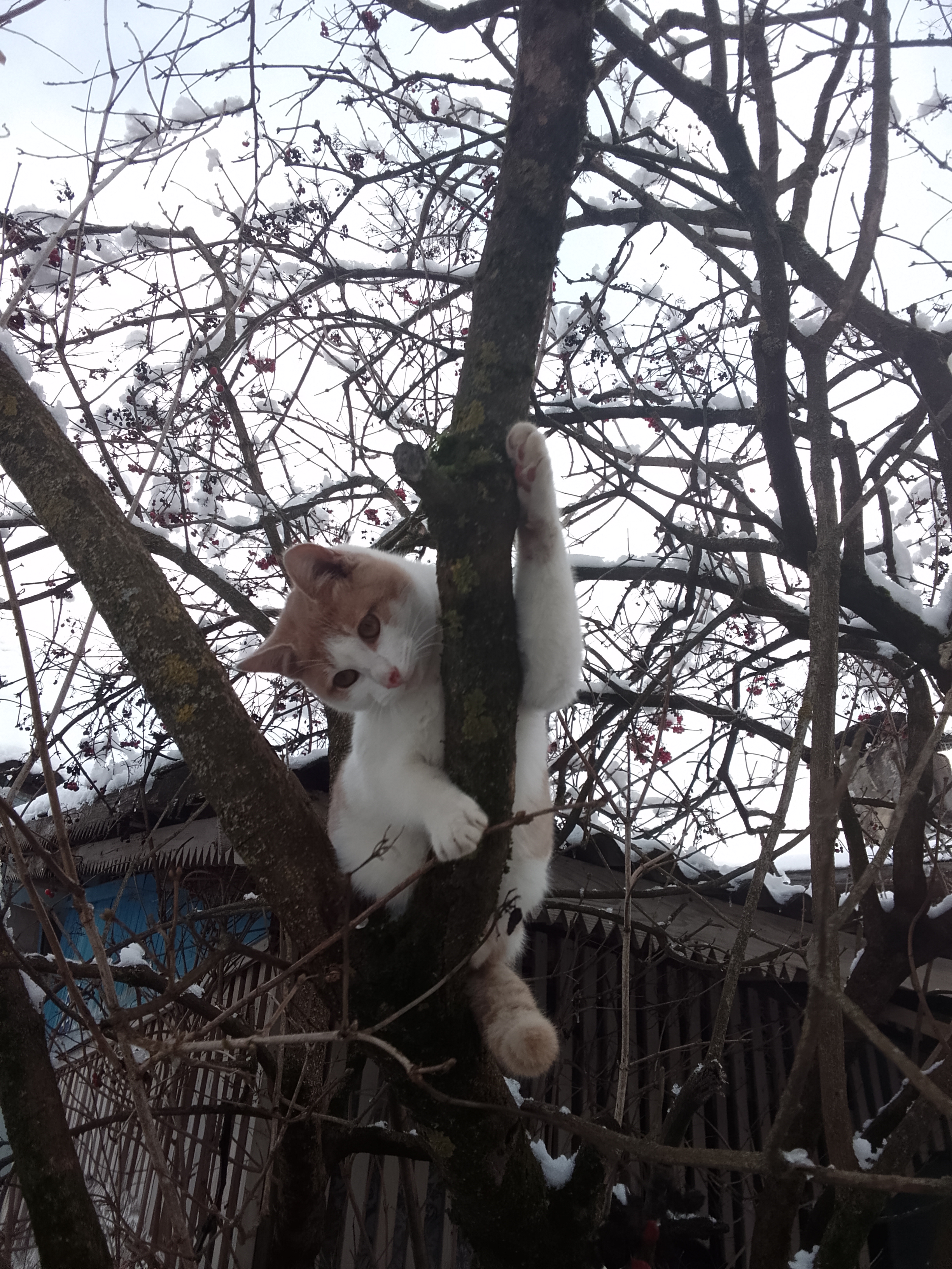 Фото питомца: кот Умка позирует