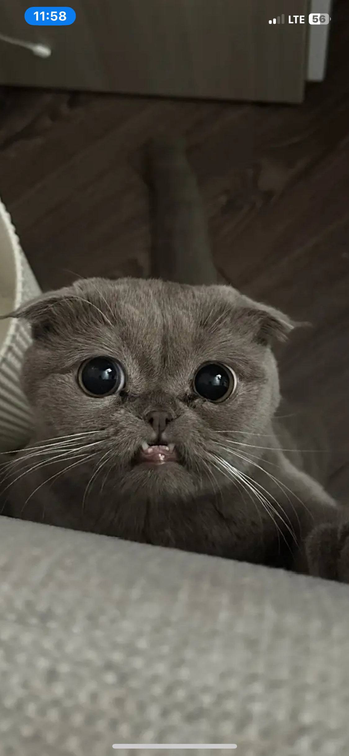 Фото питомца: кошка Соня позирует