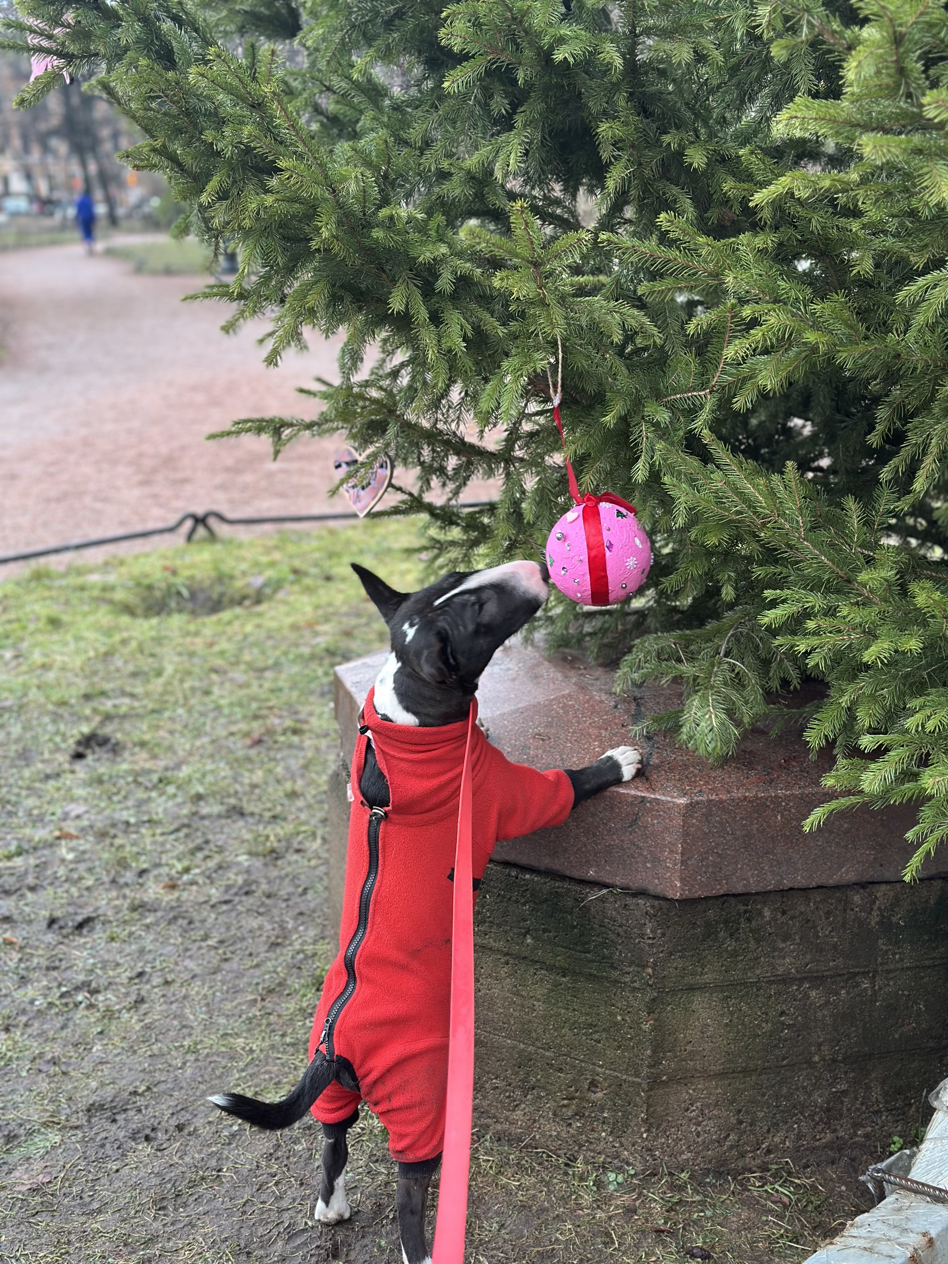 Мы купили щенка миниатюрного бультерьера за 2500 евро и теперь понимаем молодых родителей