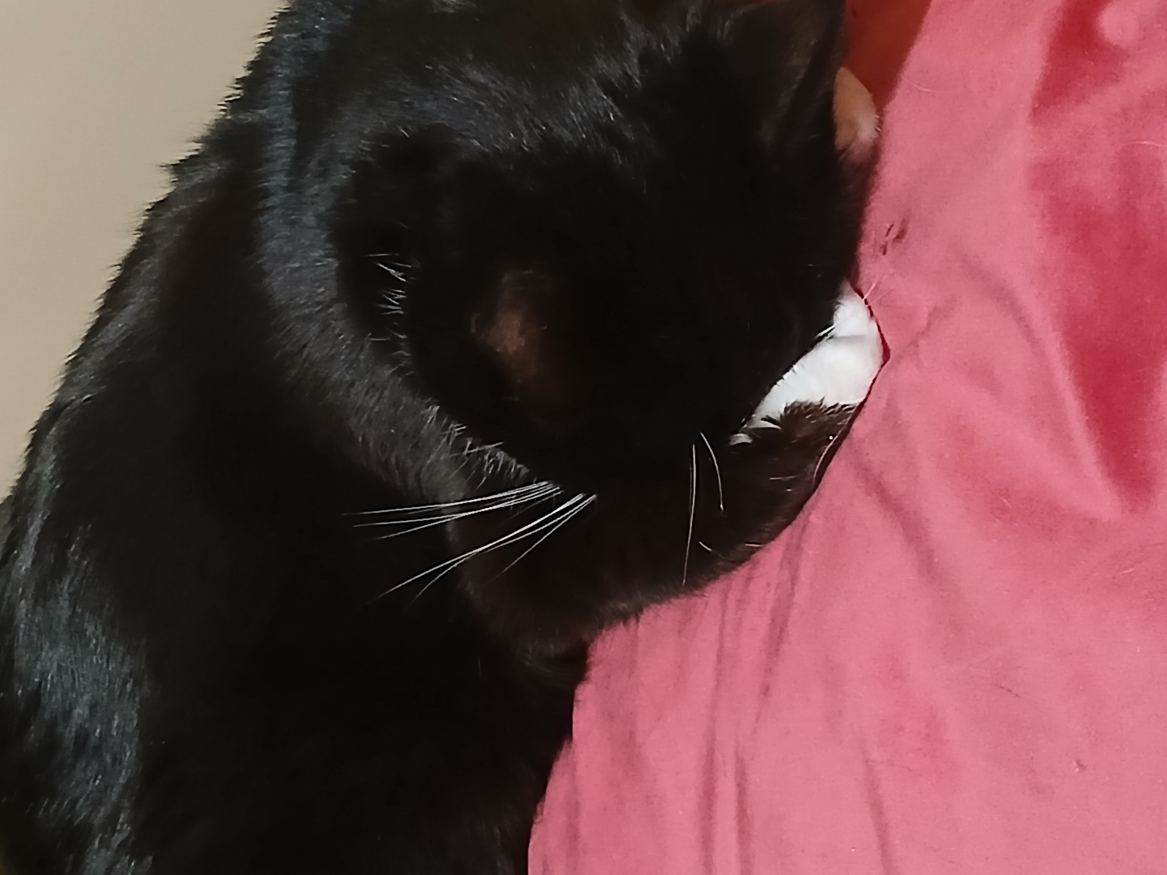 Фото питомца: кот Мики предсказывает погоду