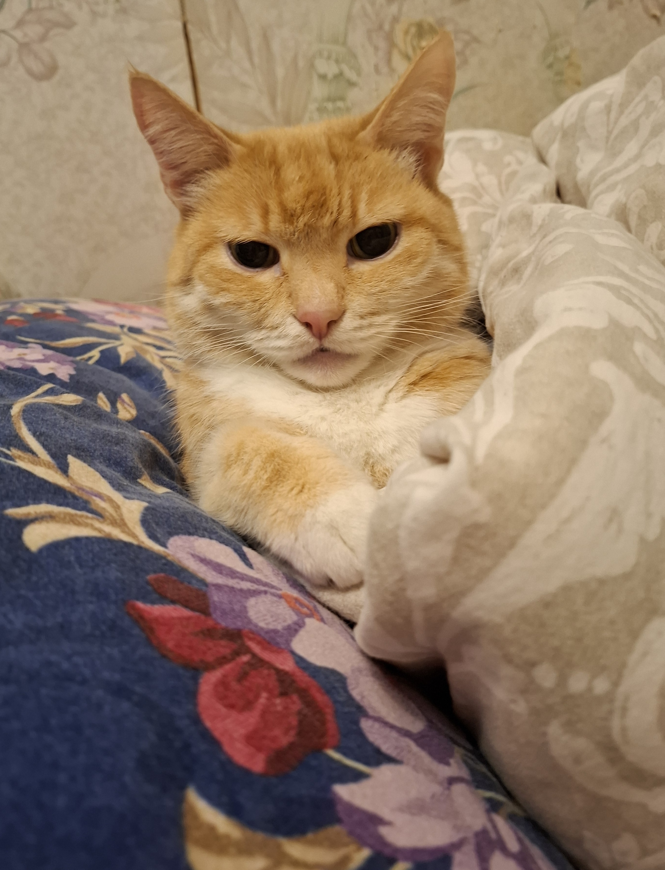 Фото питомца: кот Боня лежит под одеялом