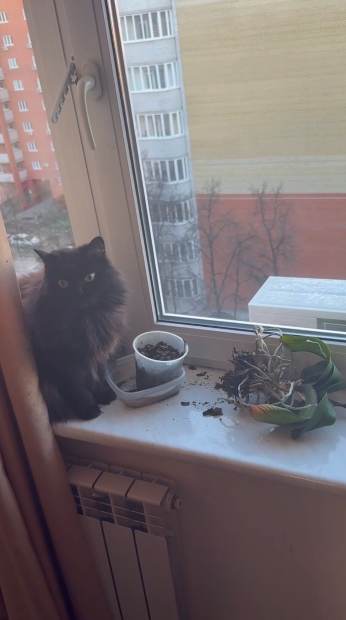 Фото питомца: кошка Чуча занимается цветоводством