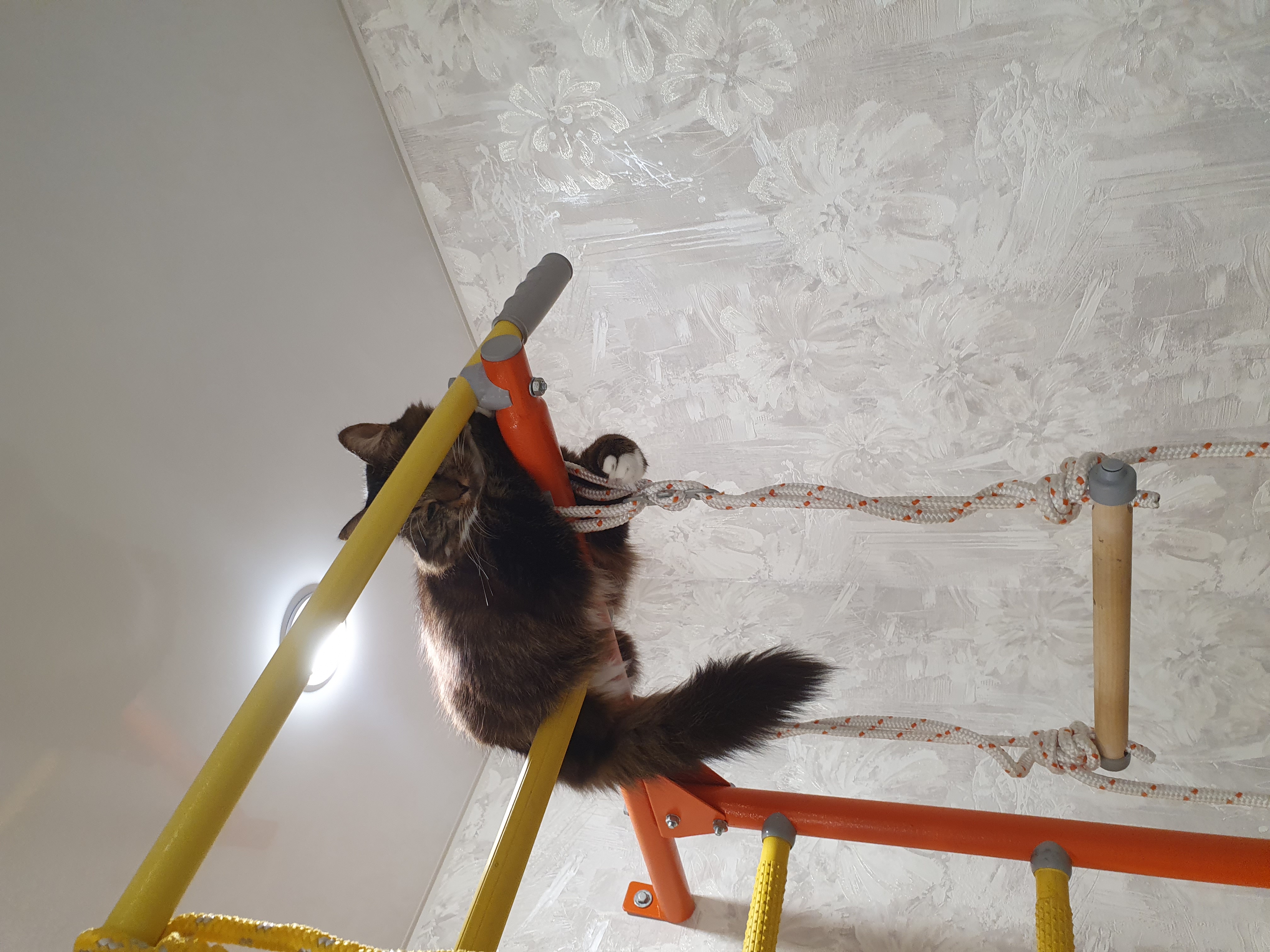 Фото питомца: кот забрался на турник