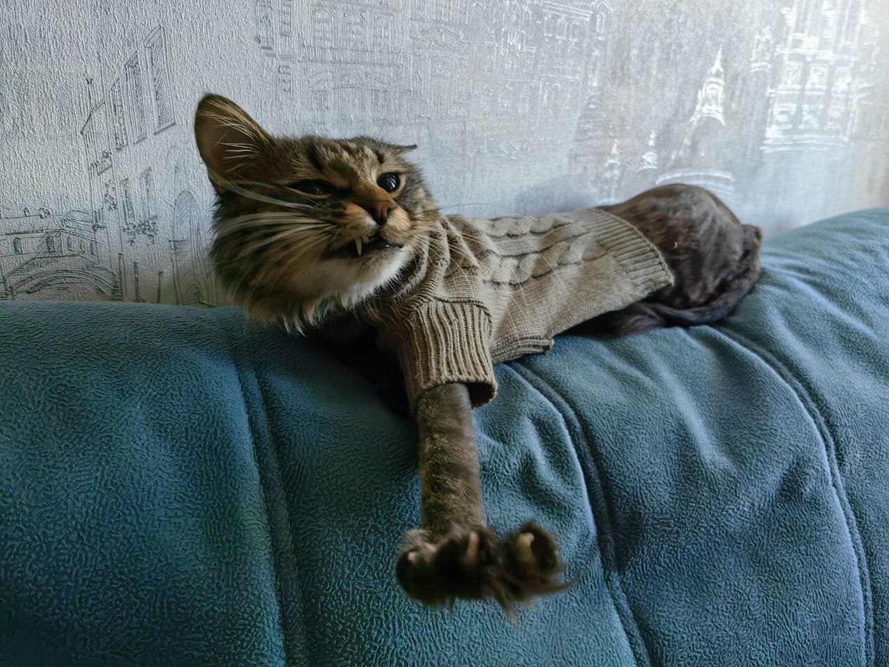 Фото питомца: кот Моня в разных настроениях