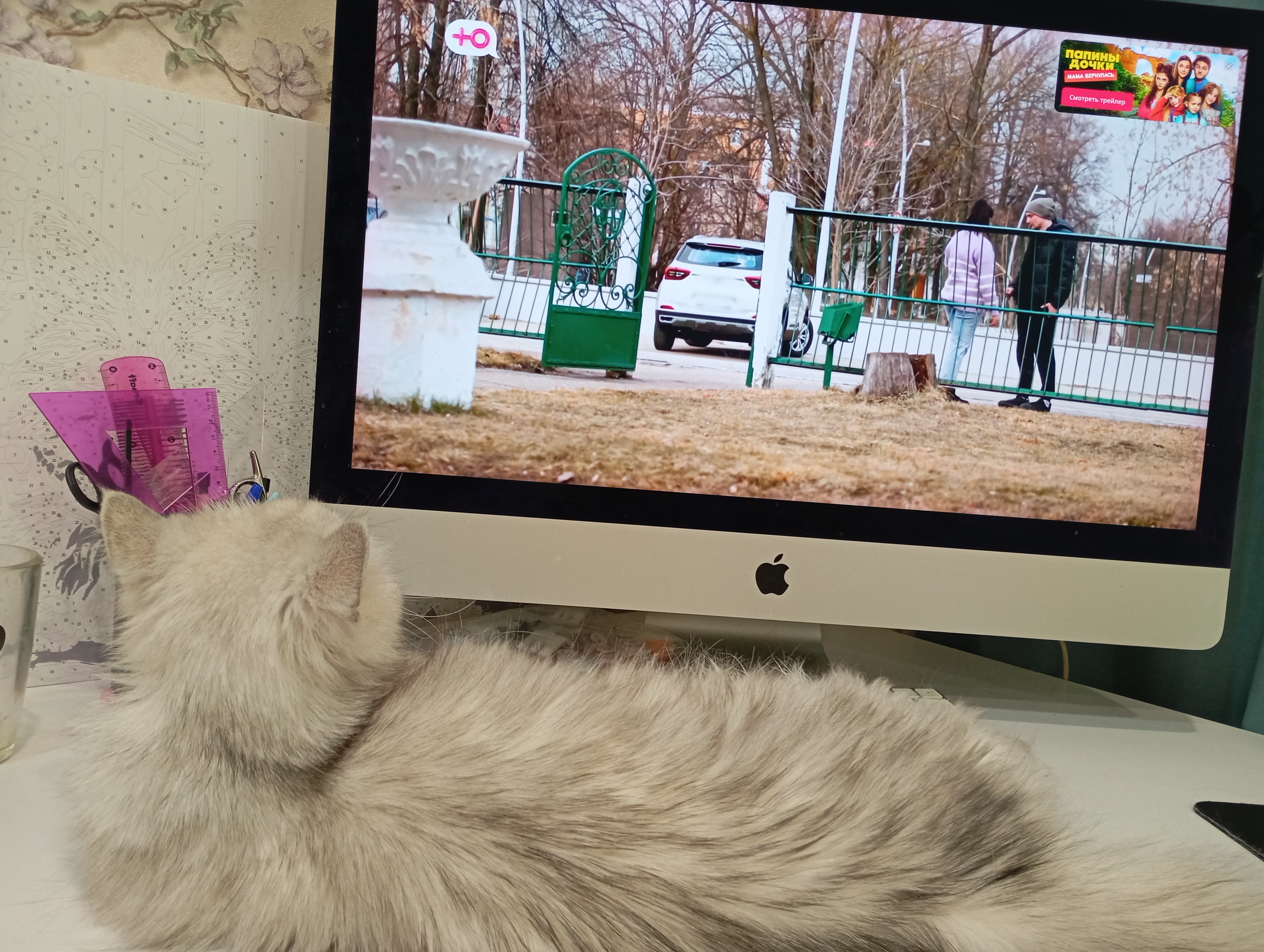 Фото питомца: кошка Милка смотрит «Битву экстрасенсов»