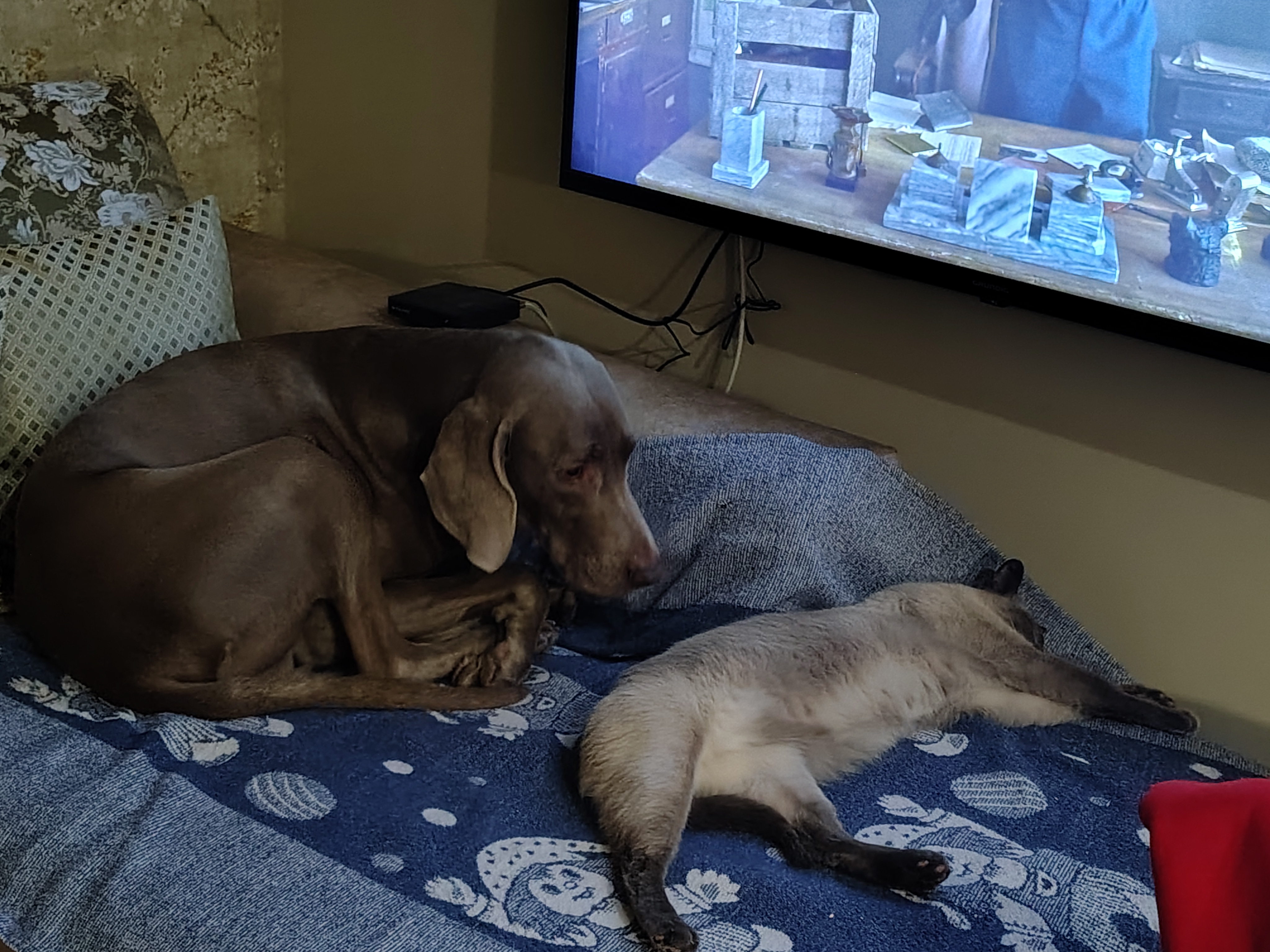 Фото питомцев: собака Иско и кот Ириска отдыхают