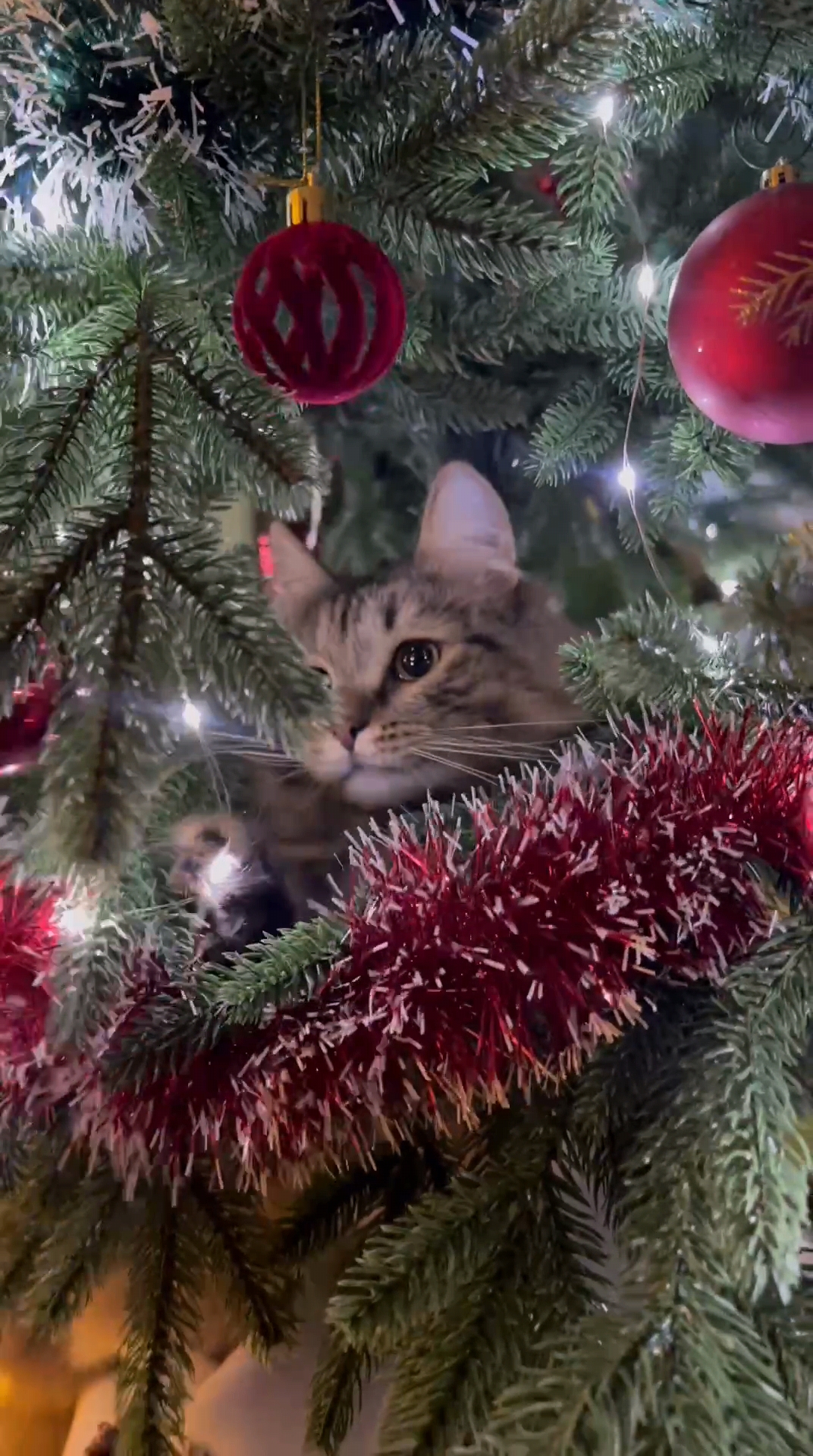 Фото питомца: кот Каспер к встрече Нового года готов