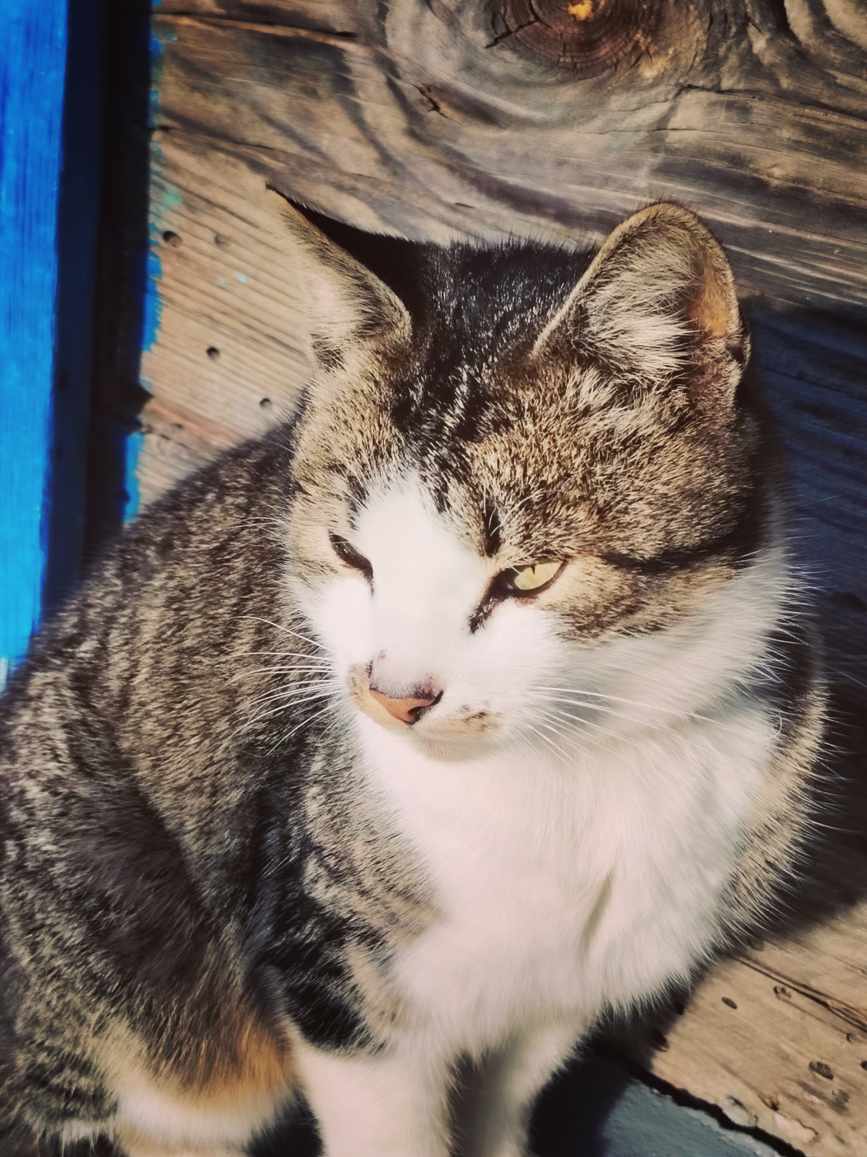 Фото питомца: кот Шашлык Парамонович Эдуардович