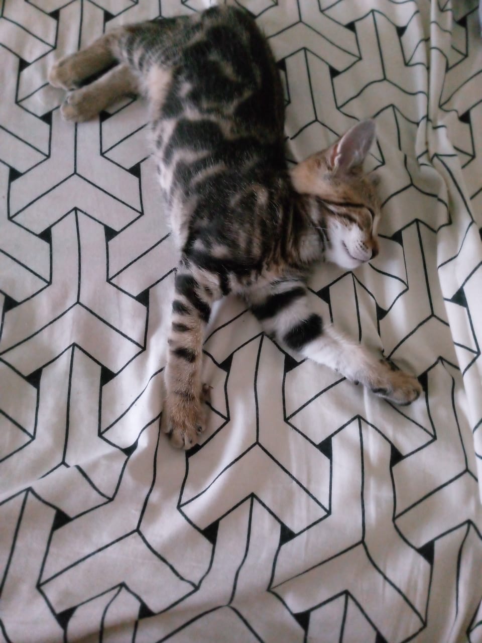 До и после: кот Арбузик в младенчестве и в 8 месяцев