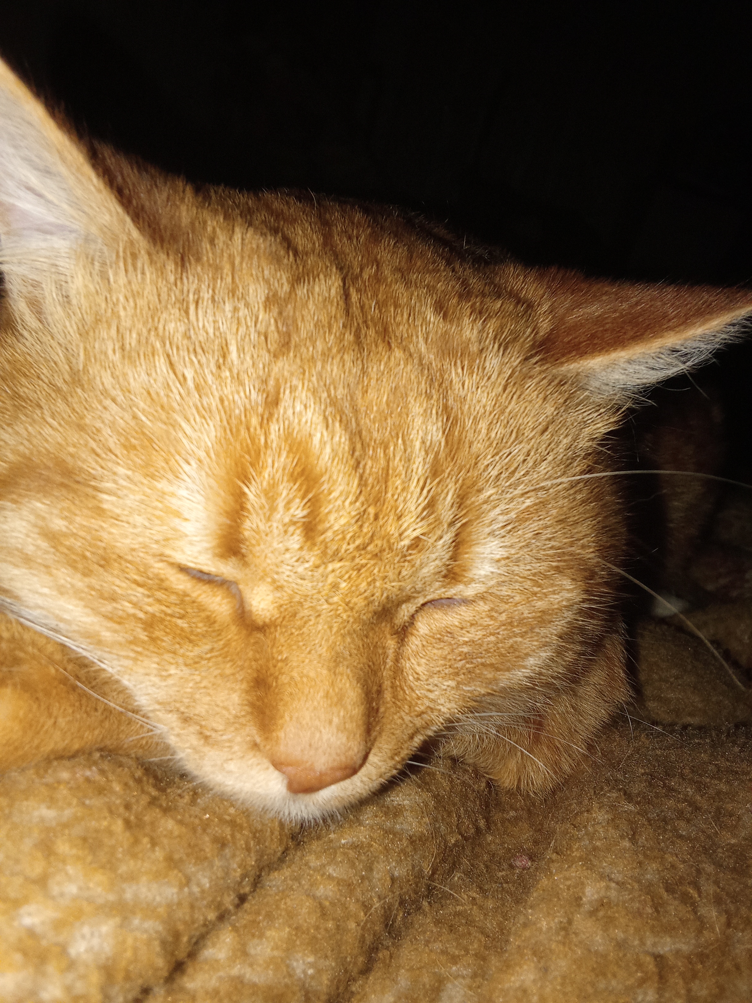 Фото питомца: моя наглая рыжая морда