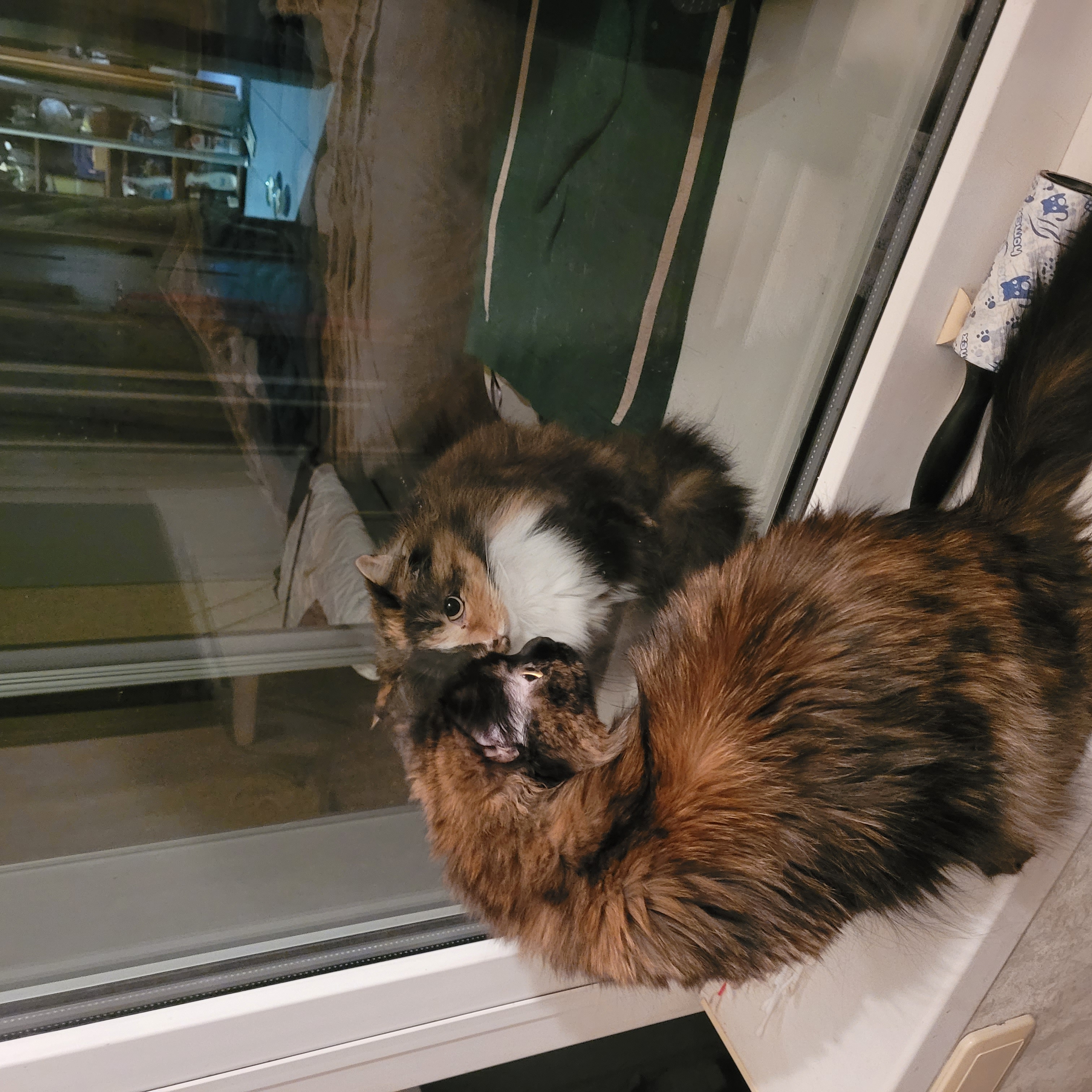 Фото питомцев: кошки Белочка-зефирка, Мышка, Фрося и Мотильдочка