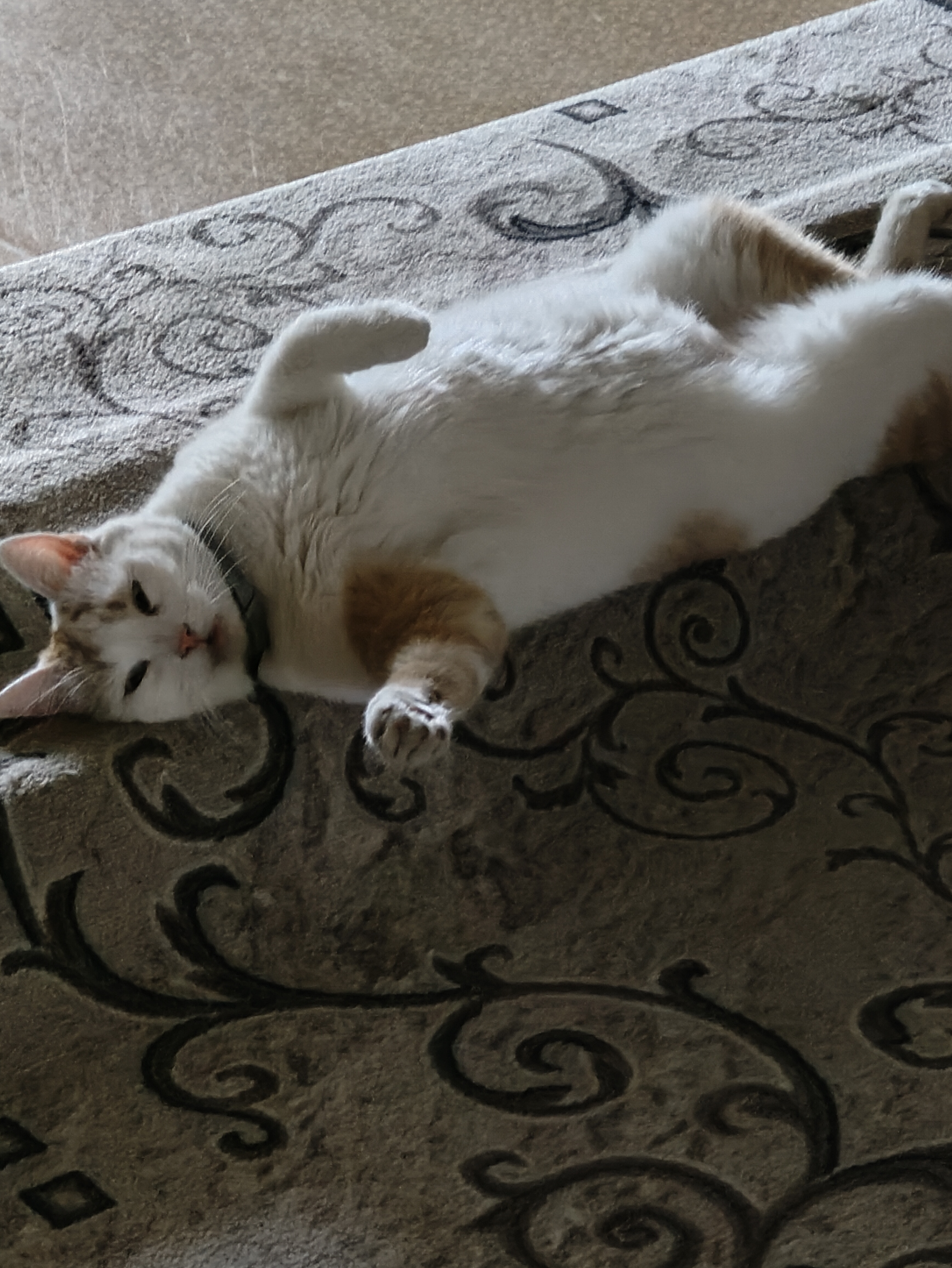 Фото питомца: кот Барсик — любитель хорошо поспать