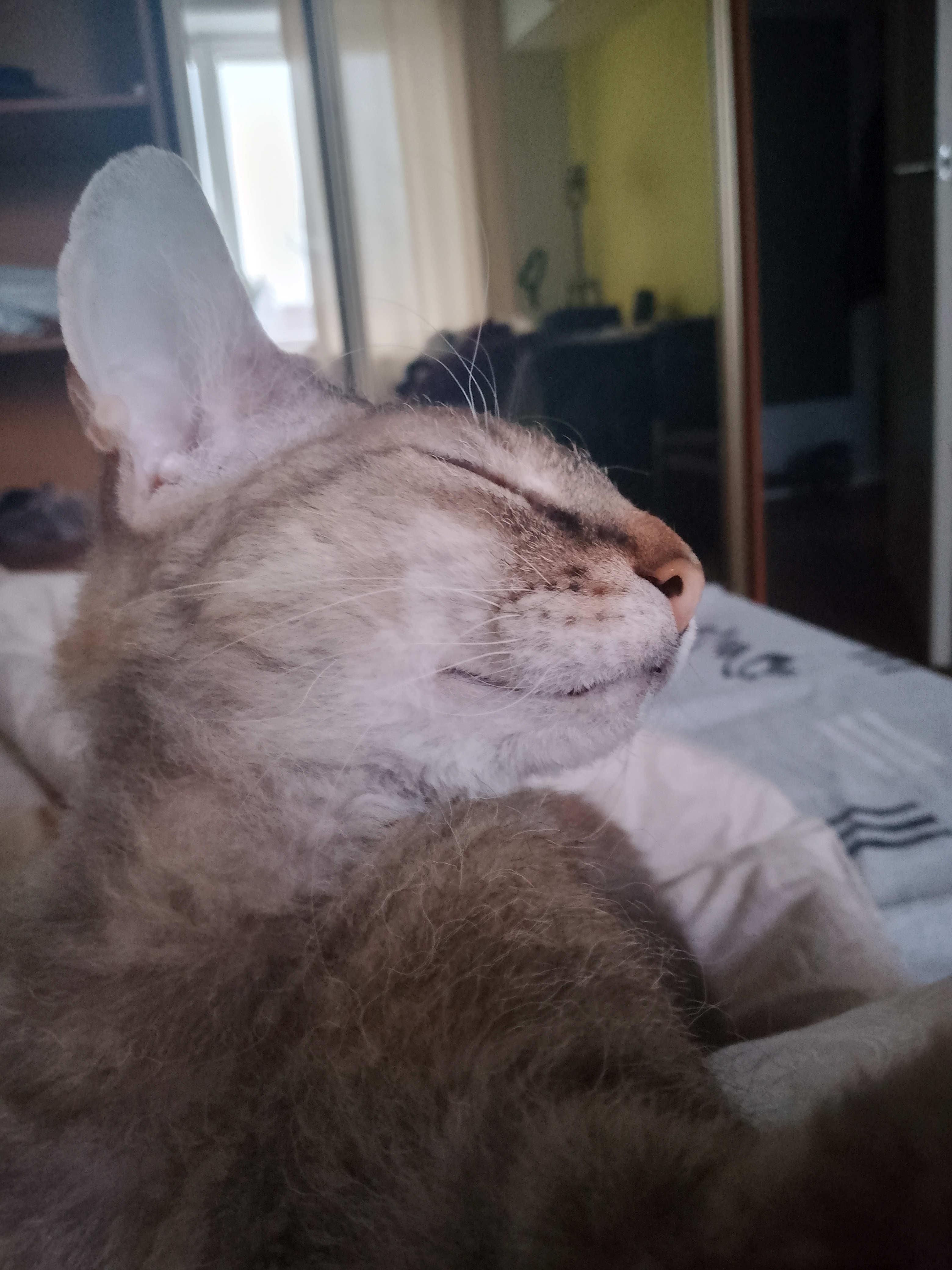 Фото питомца: кот Рикки отдыхает