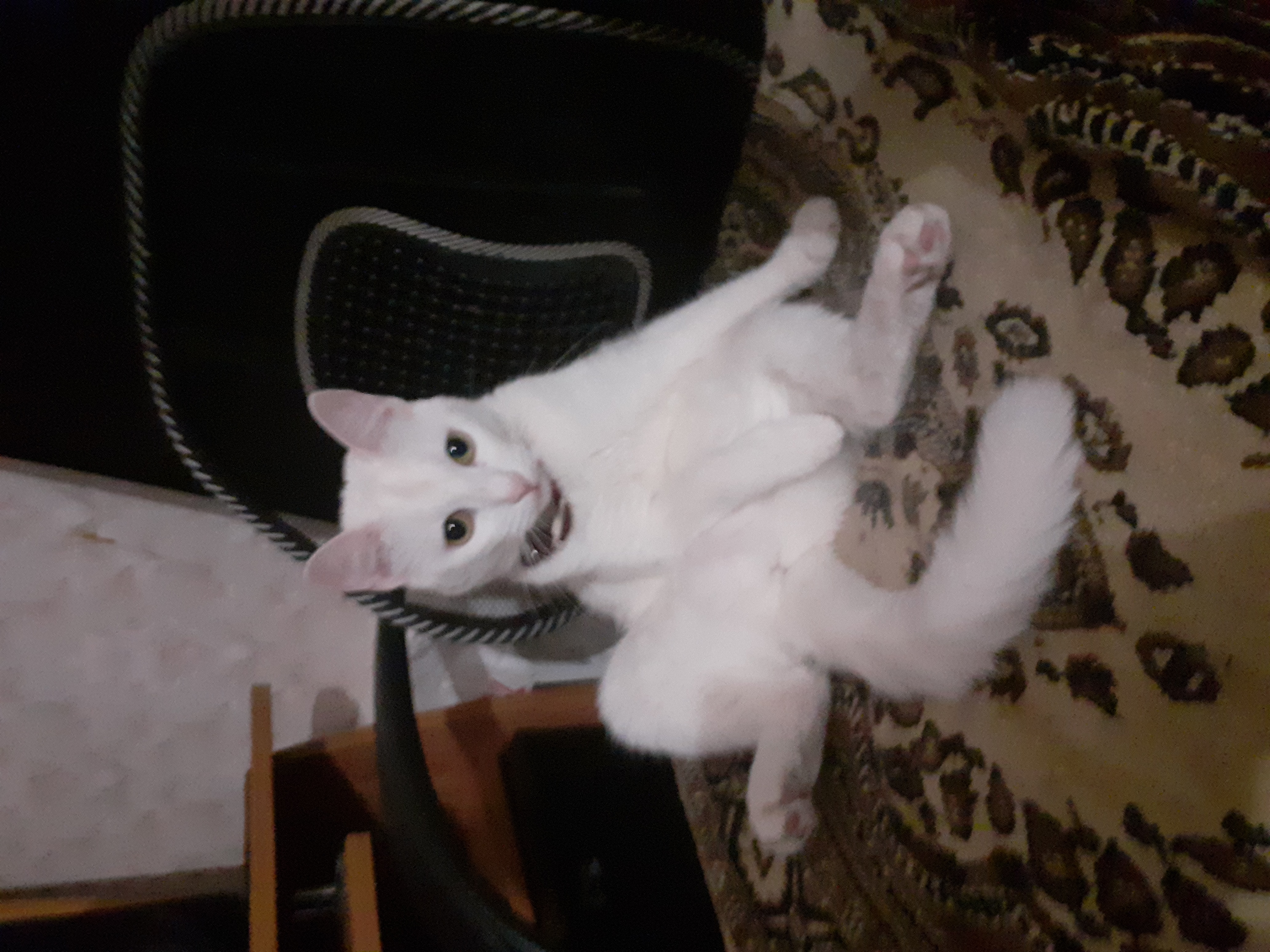 Фото питомца: кошка Снежинка ждет Деда Мороза